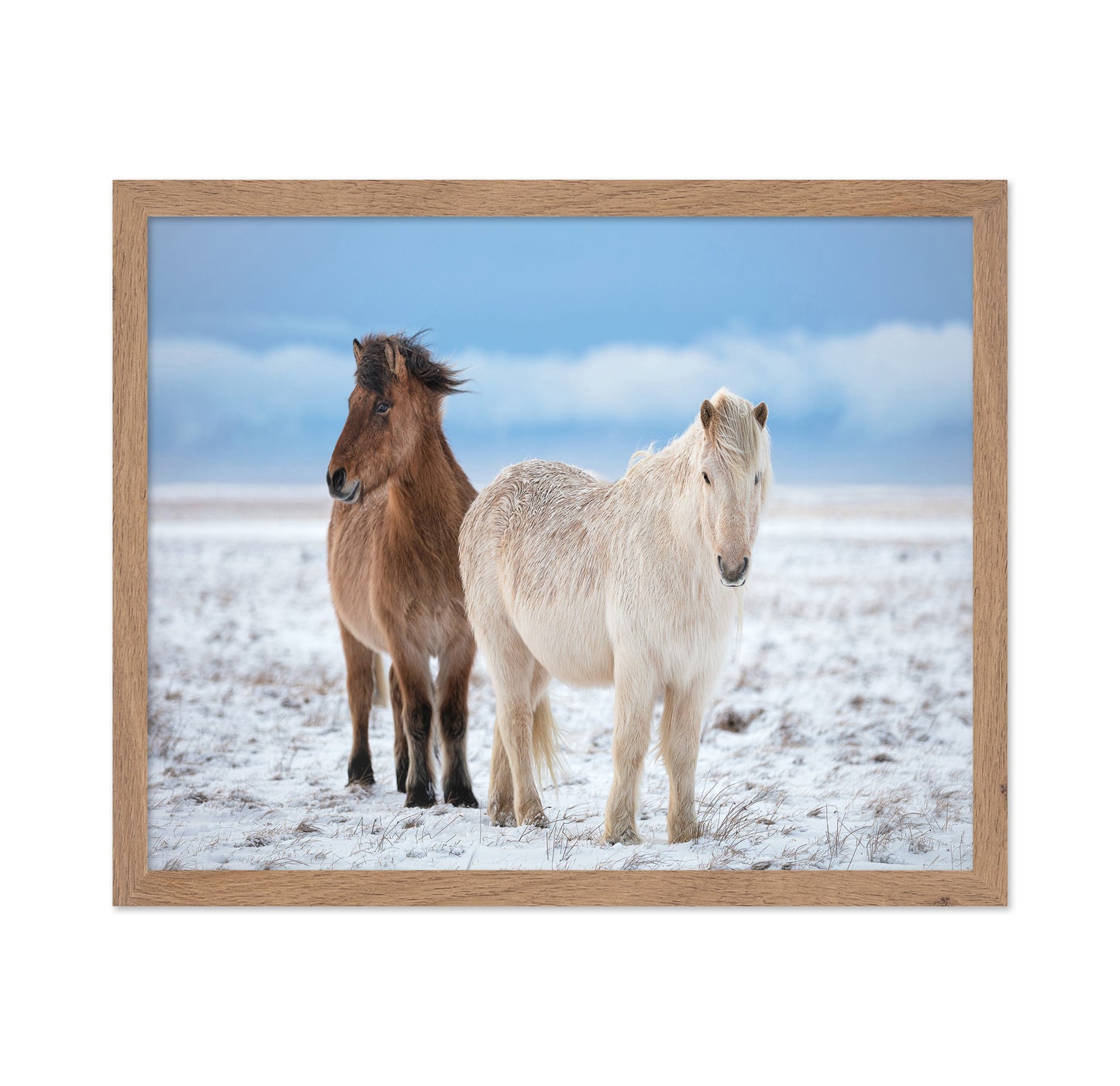 Icelandic Horses
