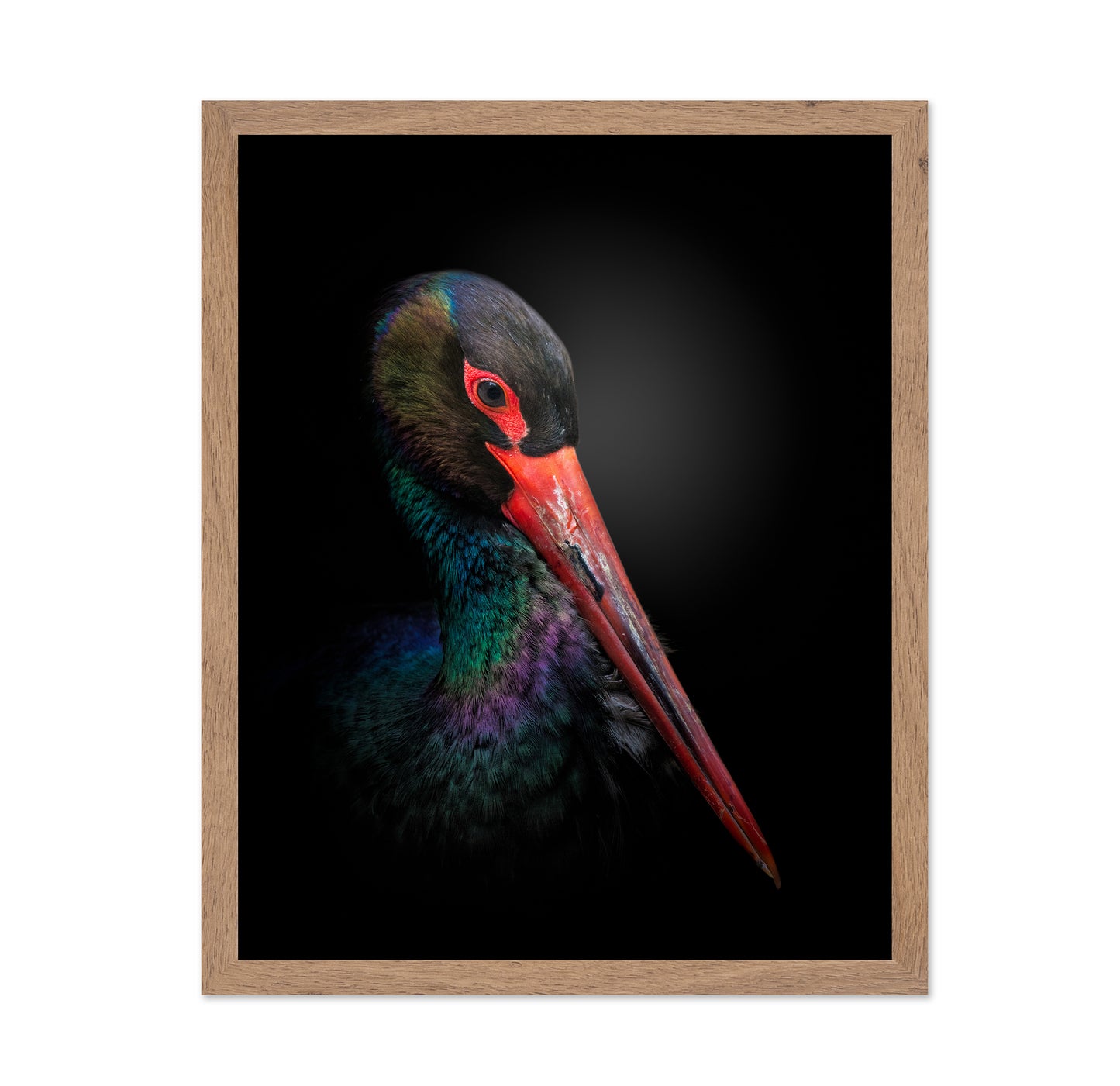 The Black Stork