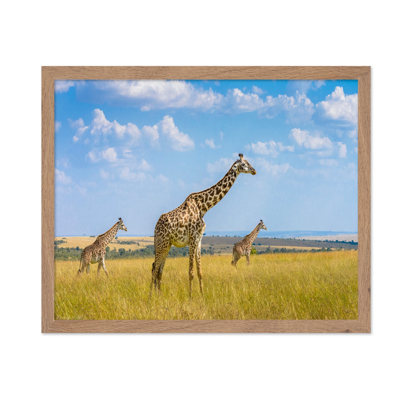 Trio Giraffes