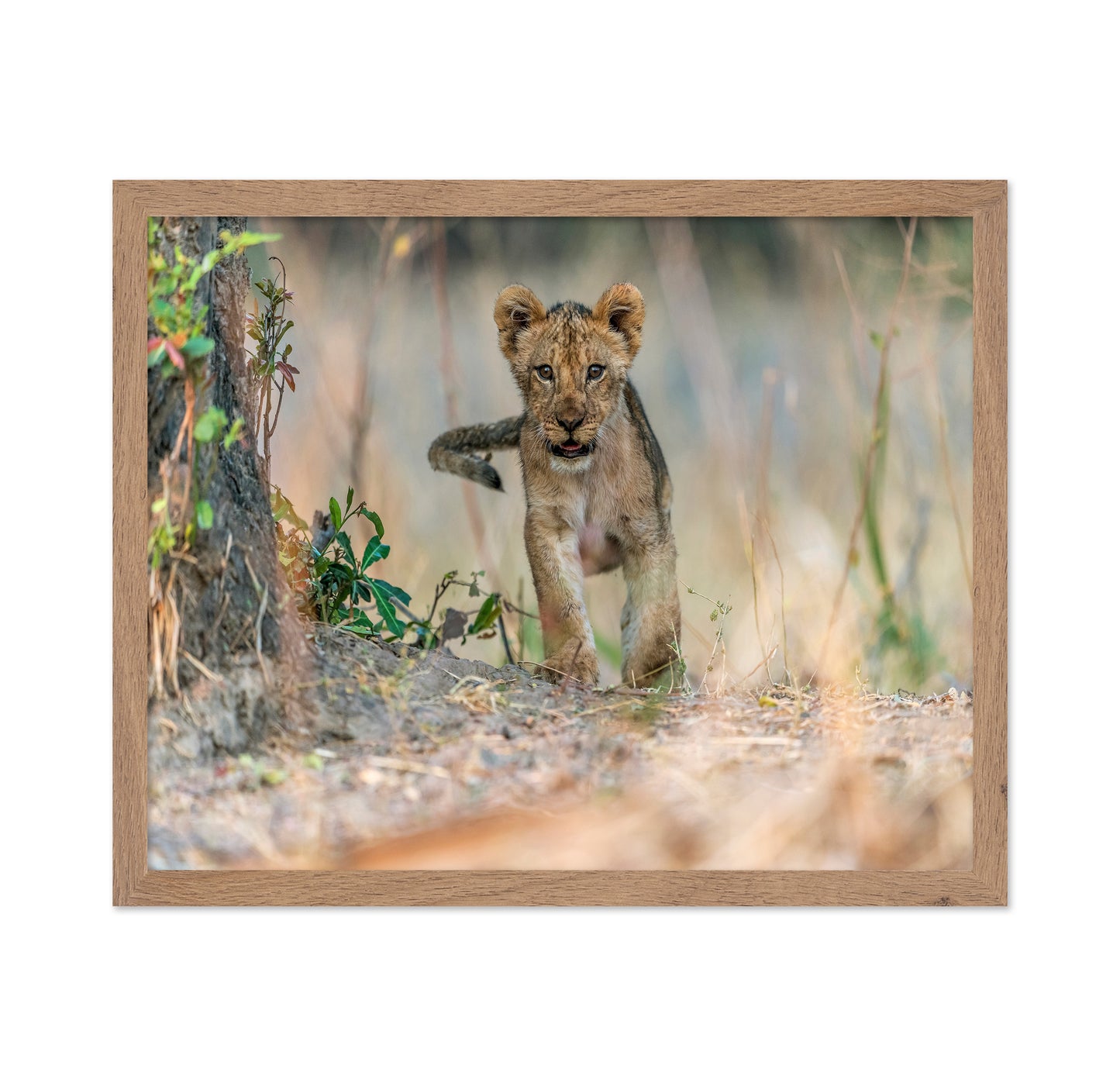 Young Lion Cub