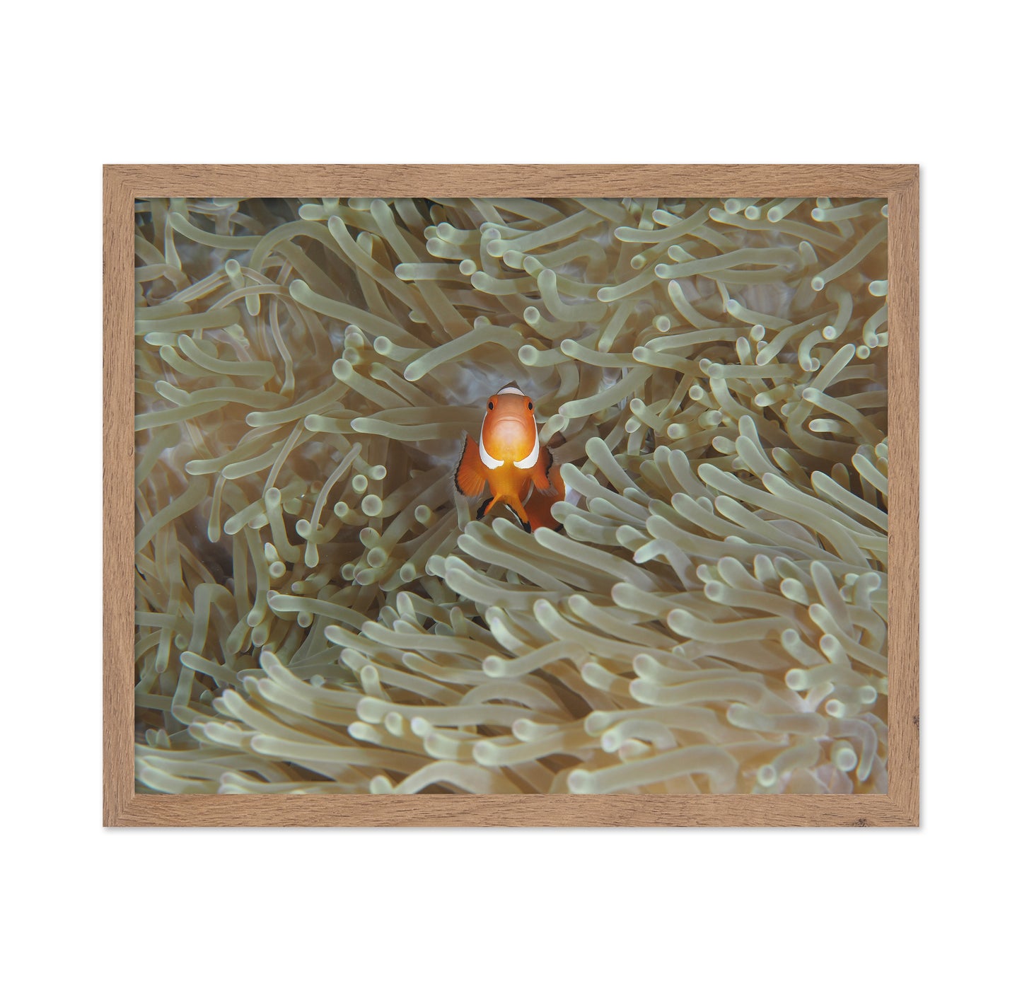 Amphiprion Ocellaris