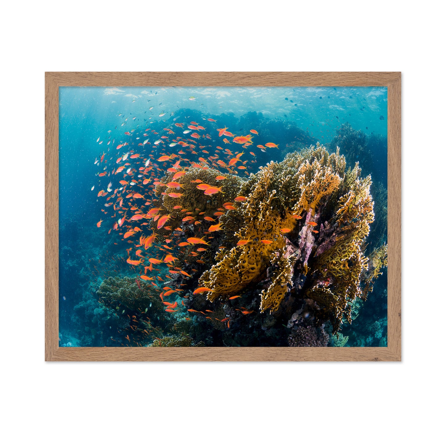 Reefscape