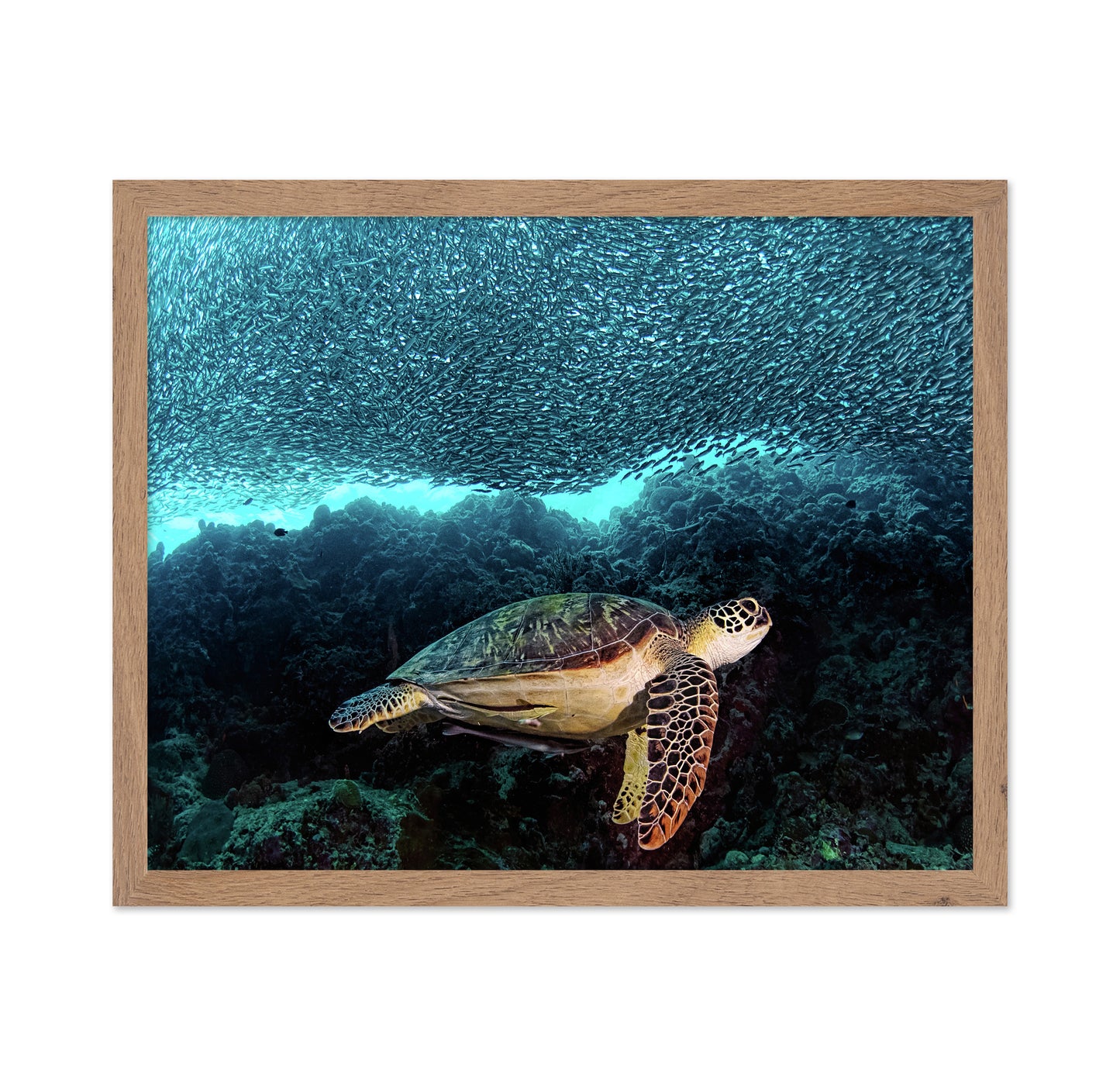 Turtle And Sardines