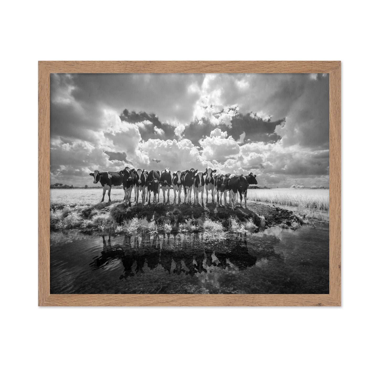 Cows in a Row