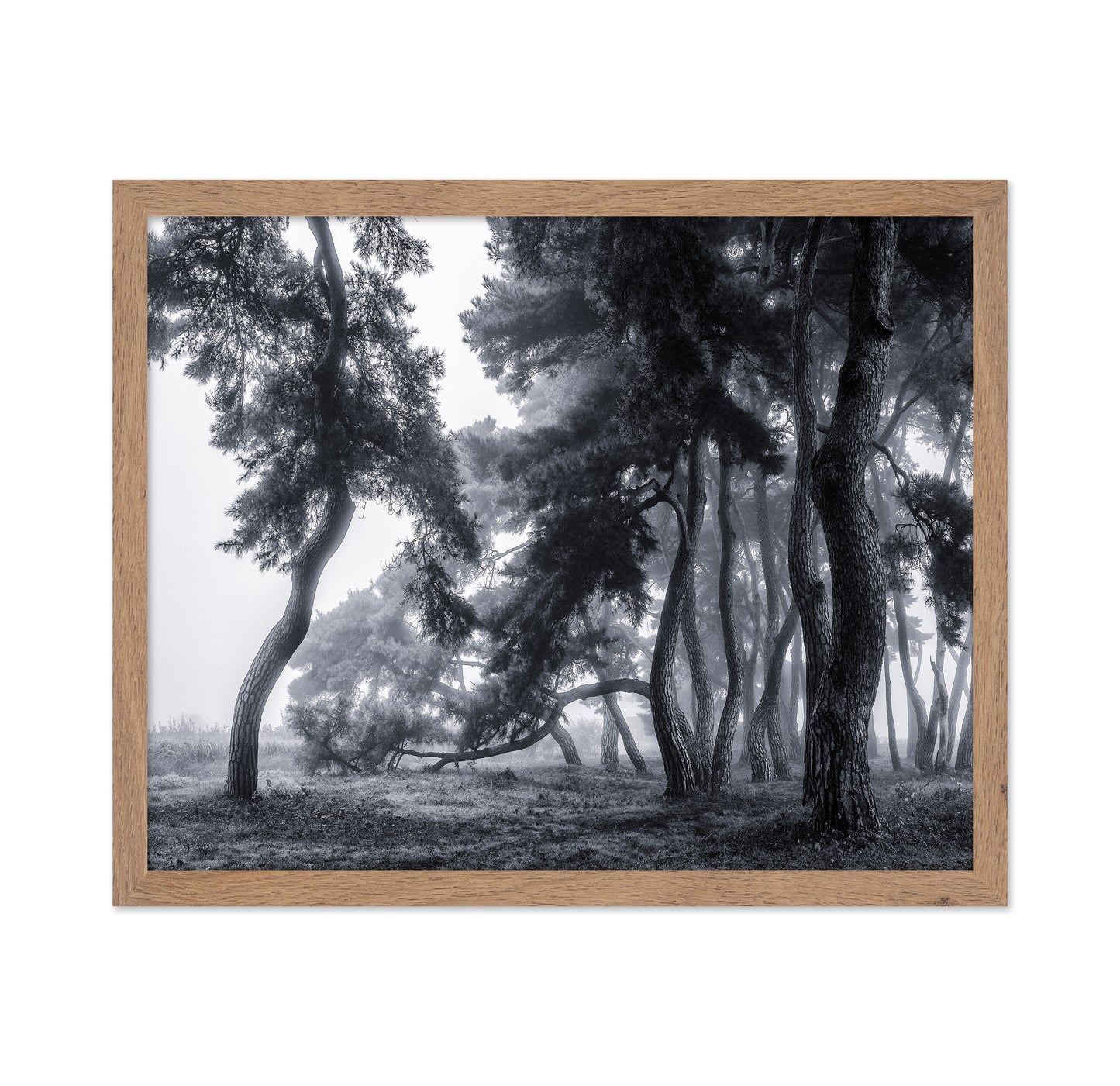 Pine Trees Dancing In The Fog