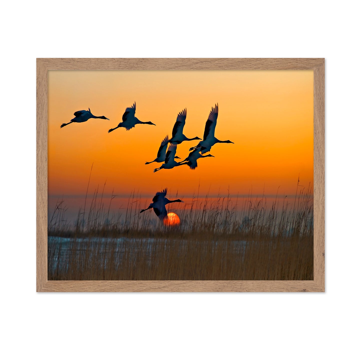 Red-Crowned Cranes