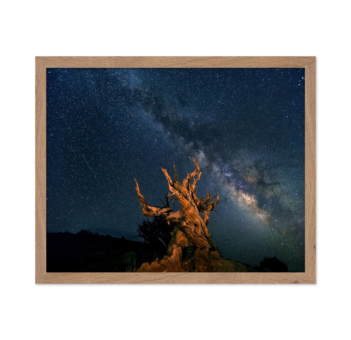 The Galaxy And Ancient Bristlecone Pine