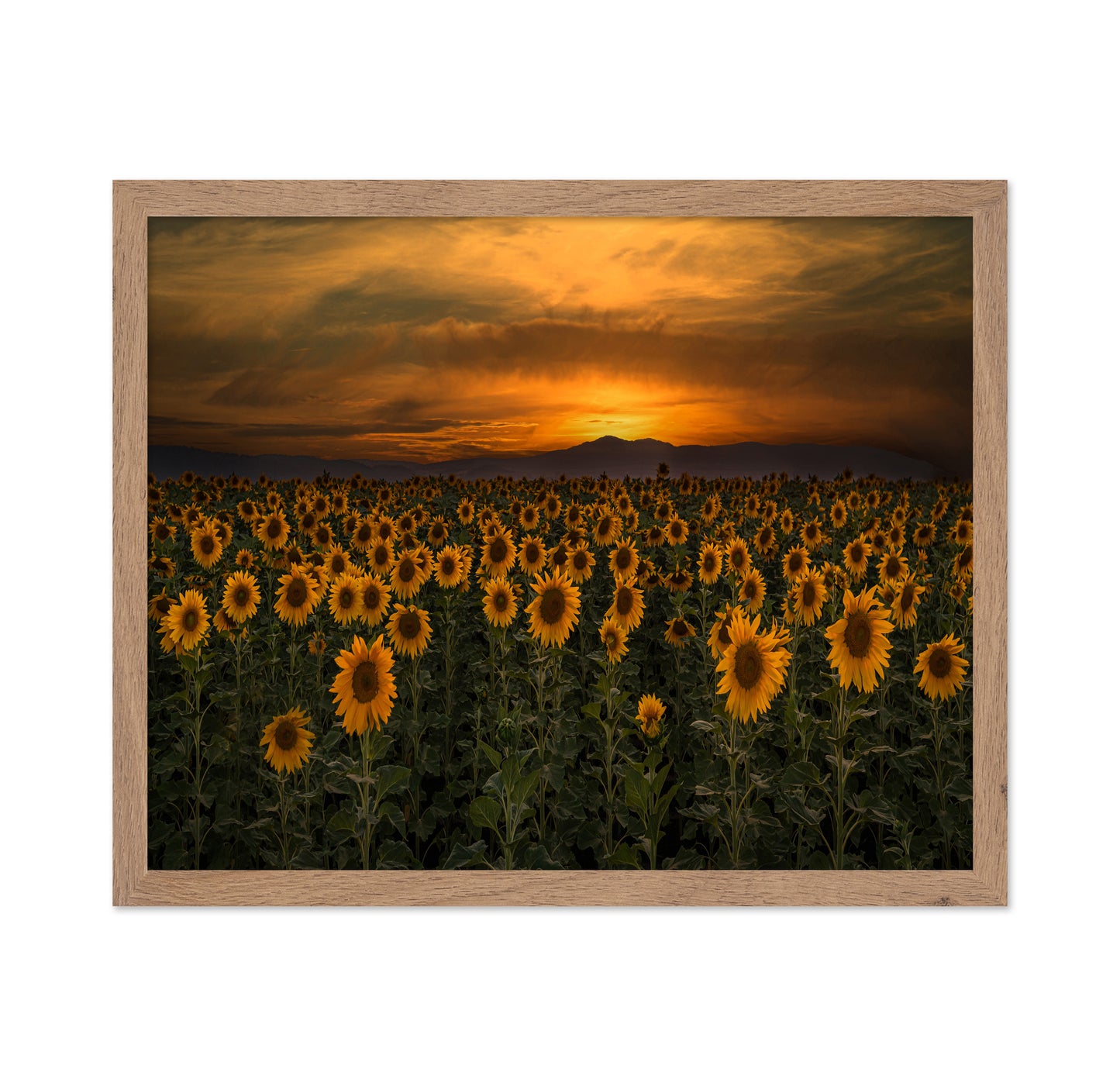 Art Of Nature