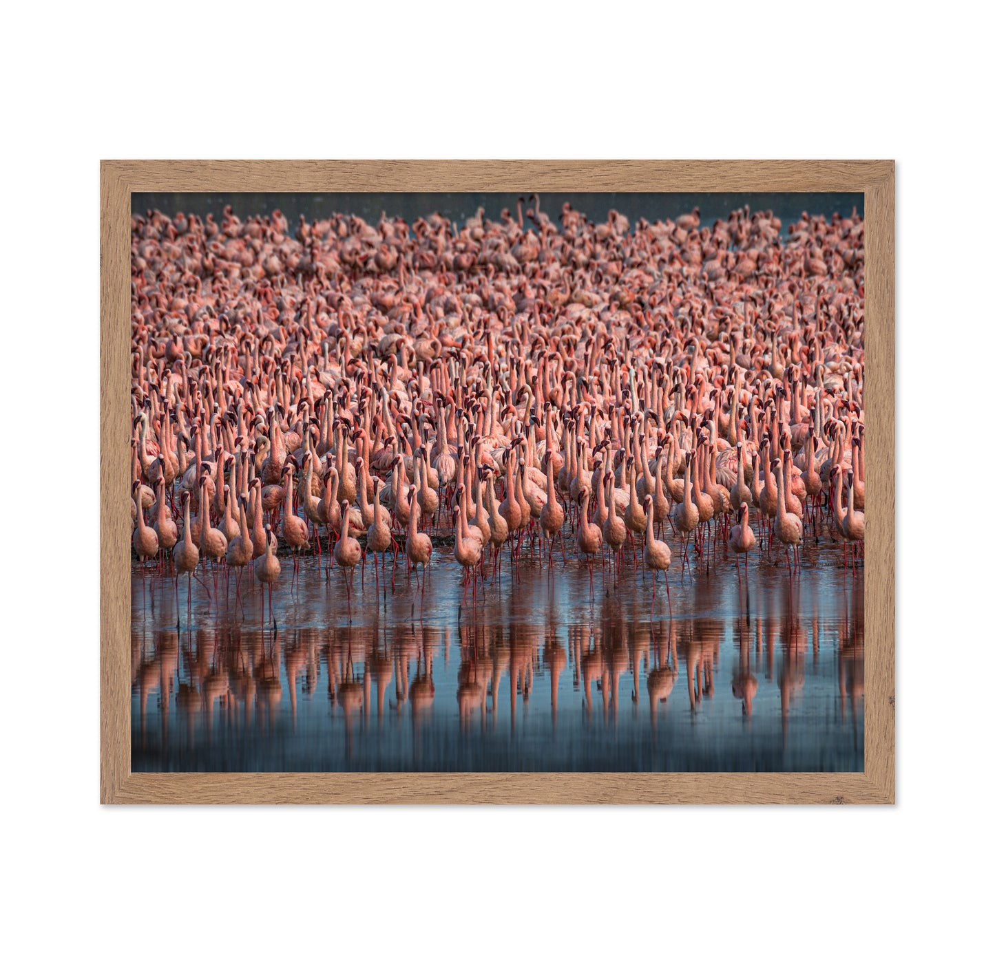 Lesser Flamingos