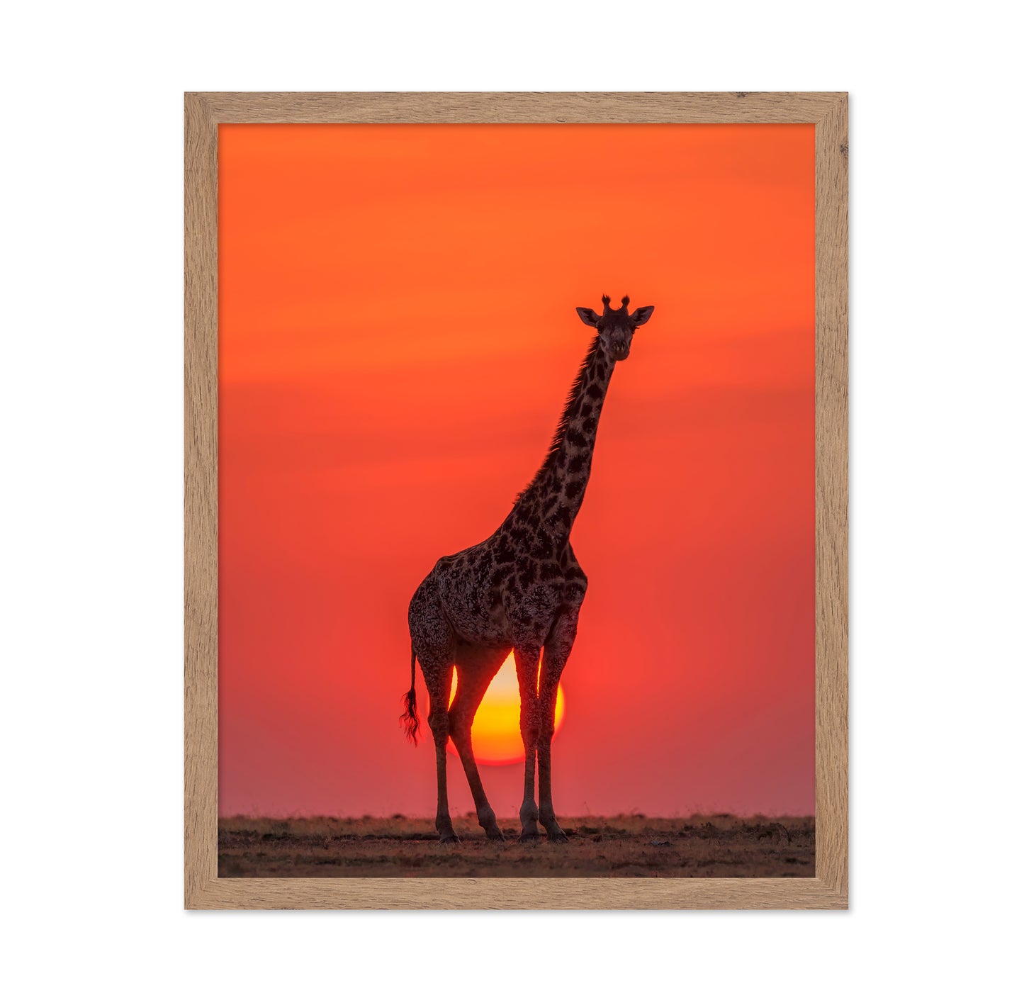 Sunset Giraffe