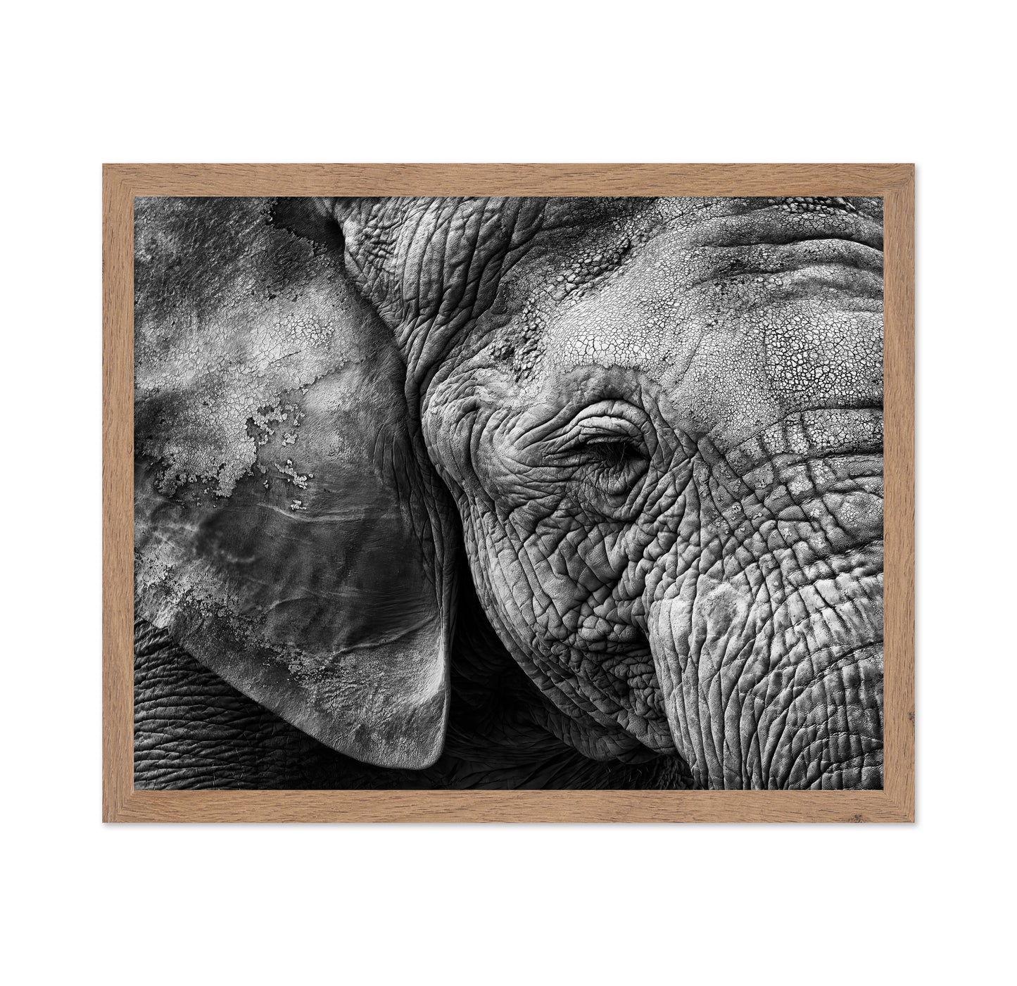 Elephant Skin