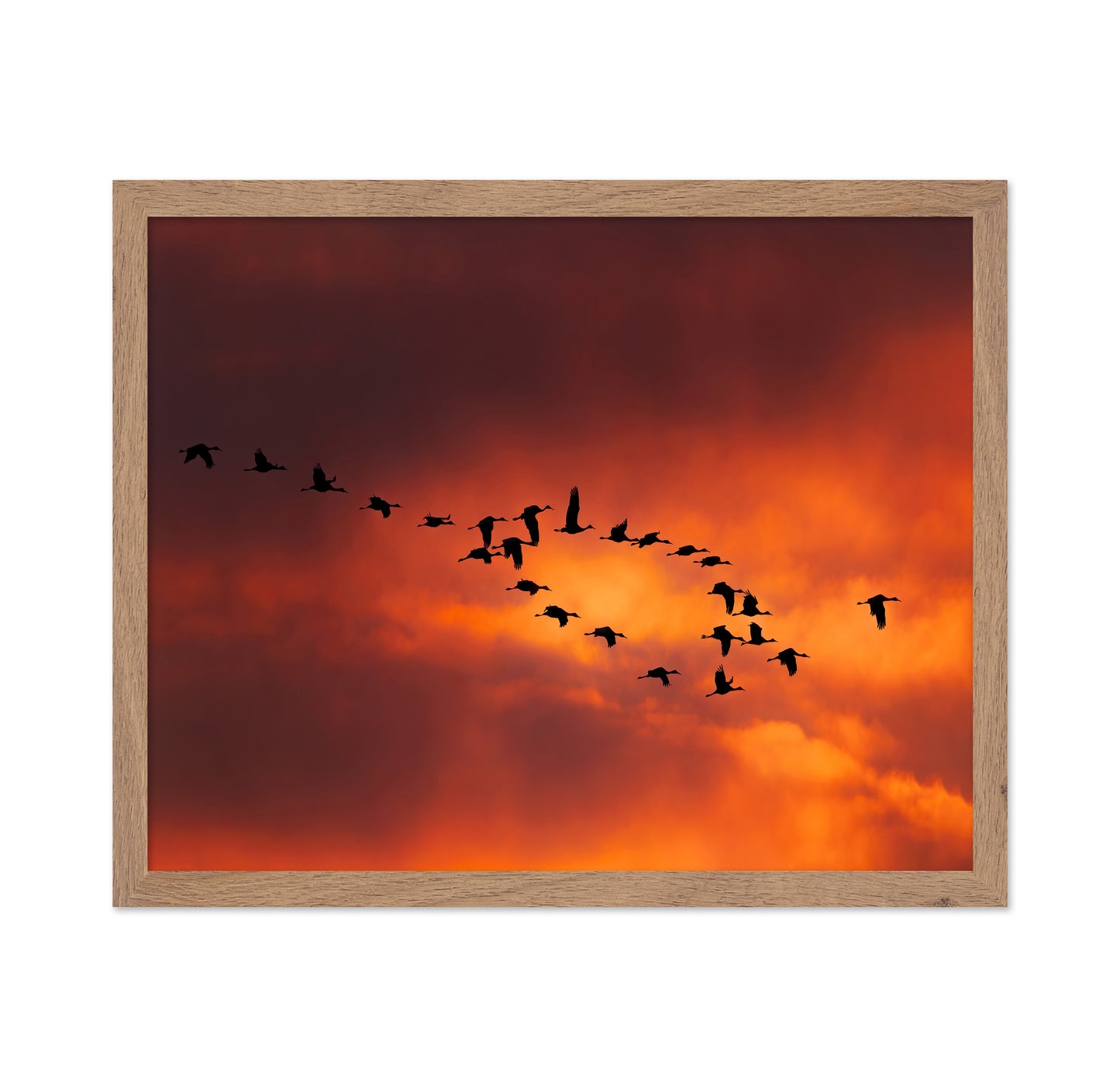 Migratory Birds