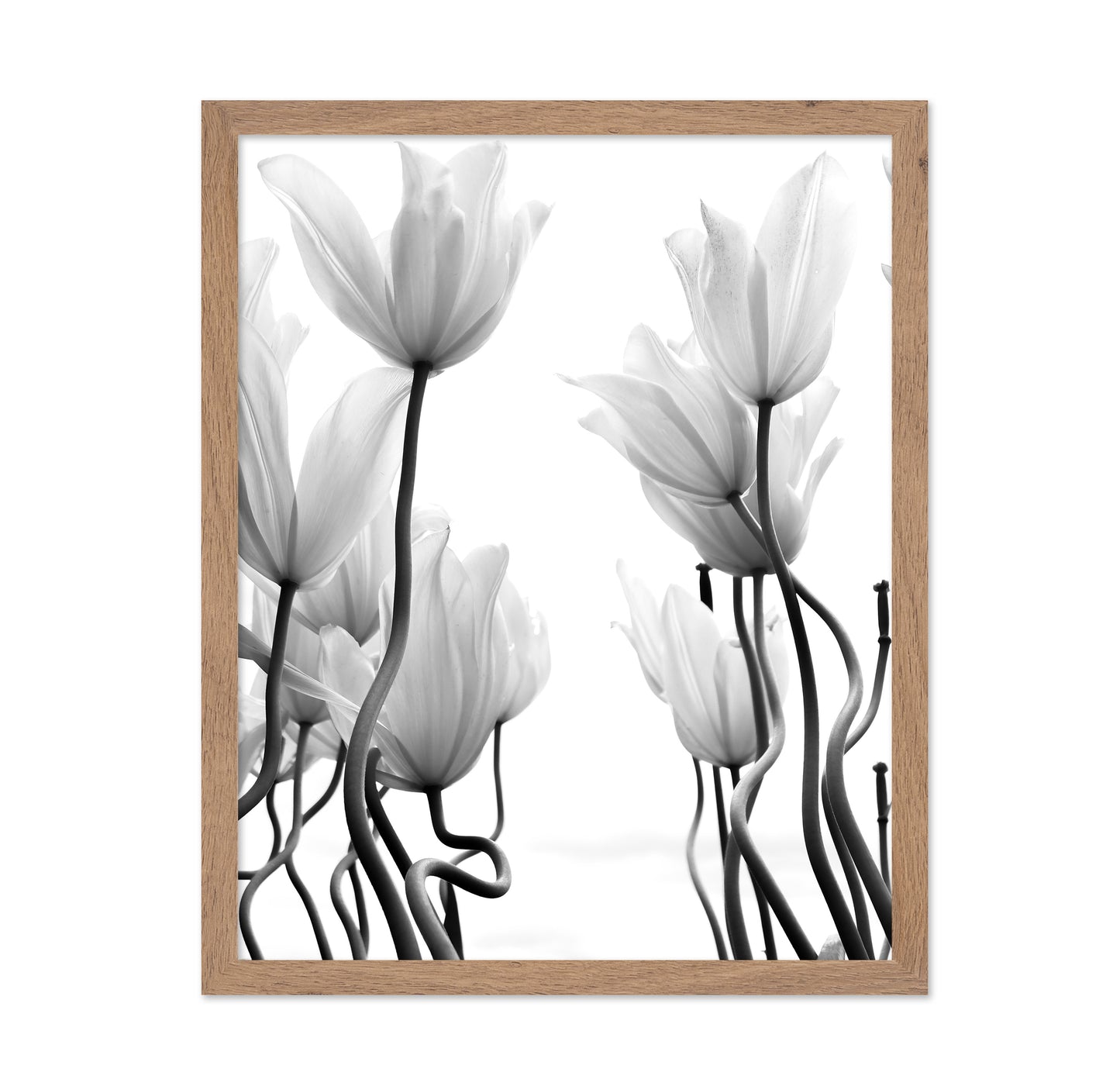Tulips No 1