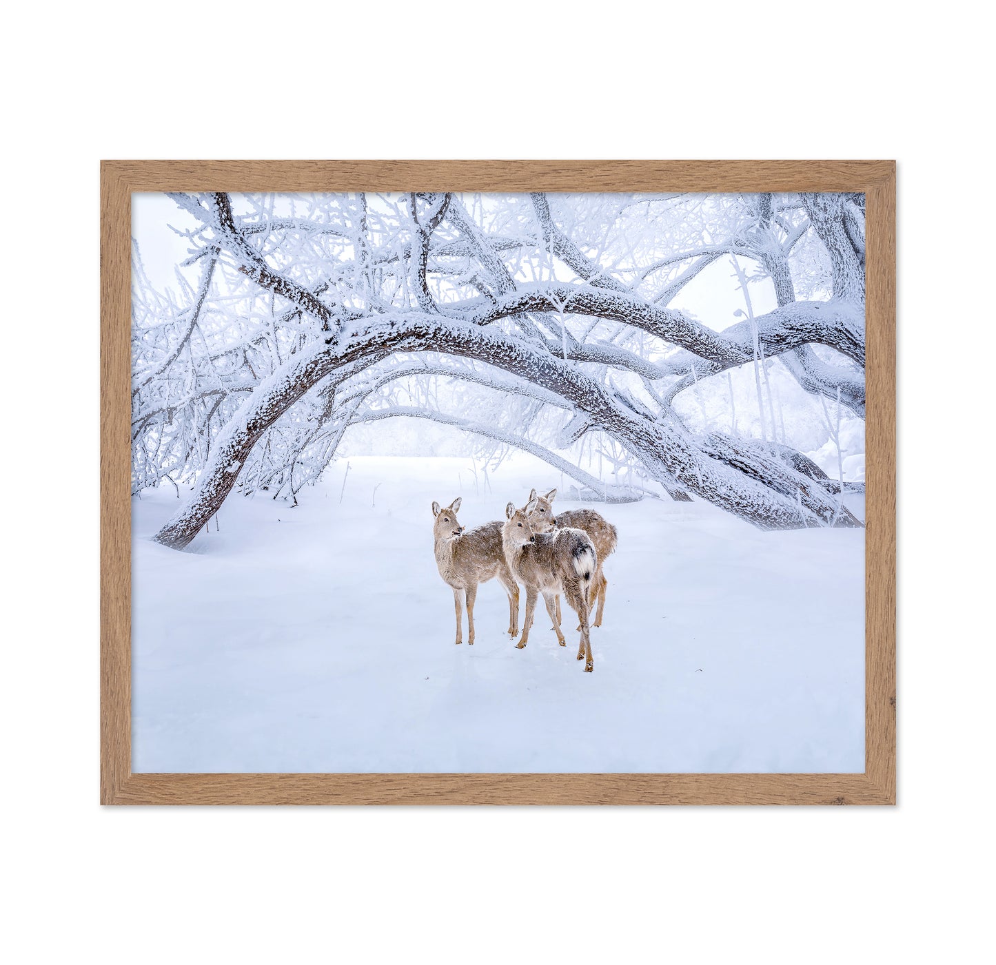 Deers' Walk In Snow
