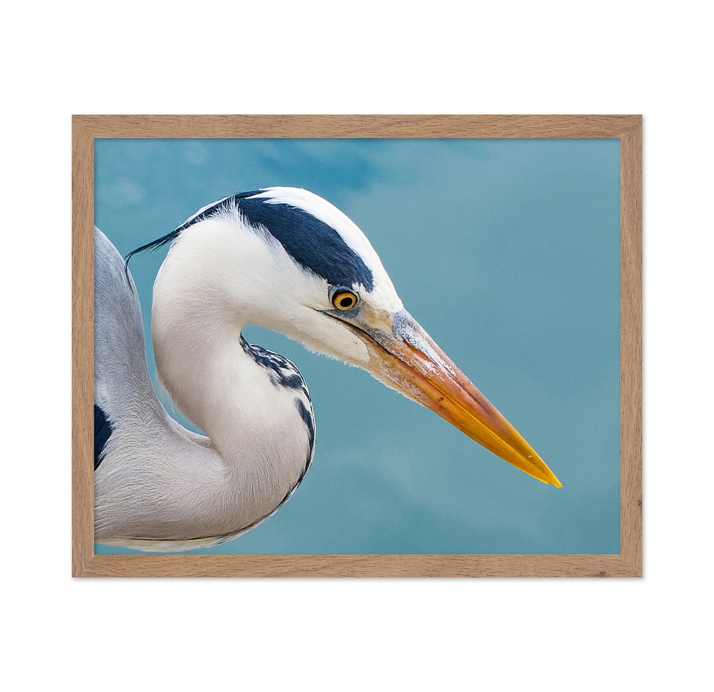 Majestic Grey Heron