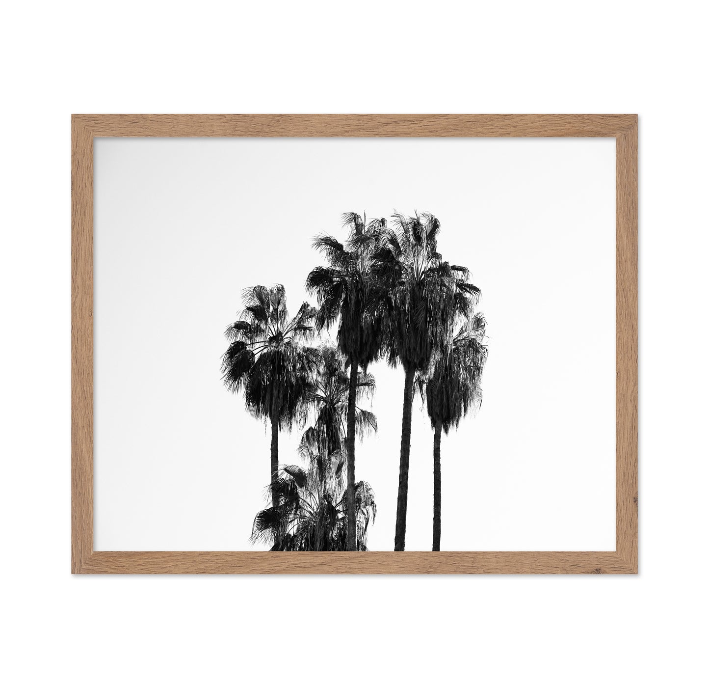 Elegant Silhouettes Of Tall Palm Trees