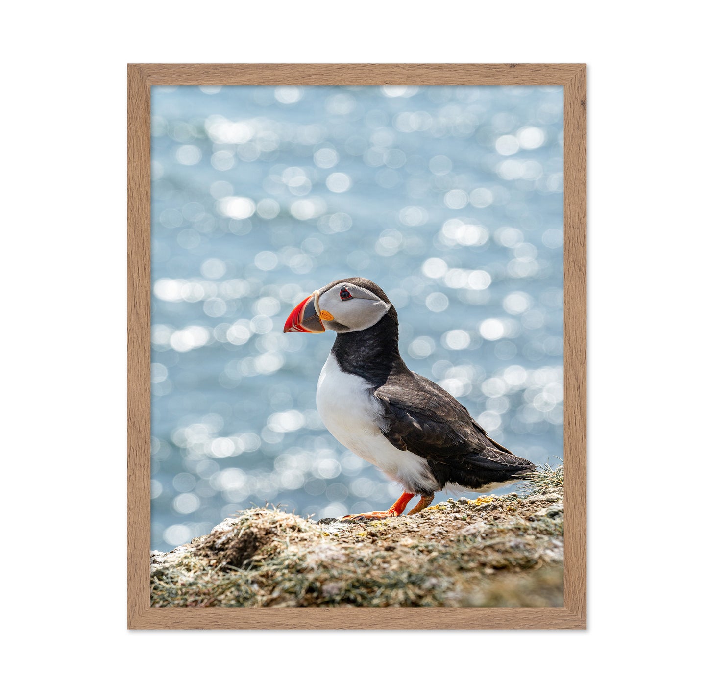 Puffin By The Sea