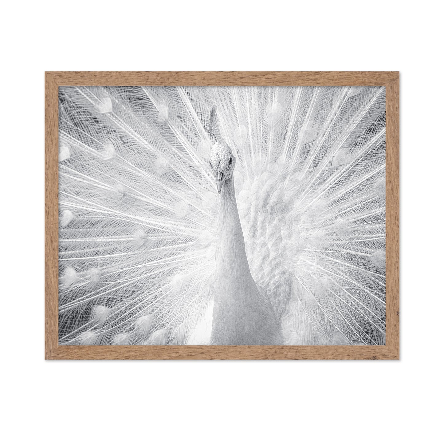 White Peacock