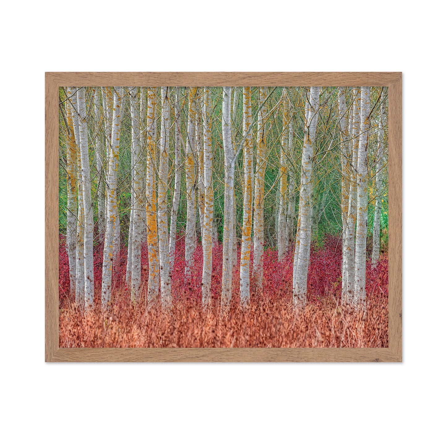 Birch Forest