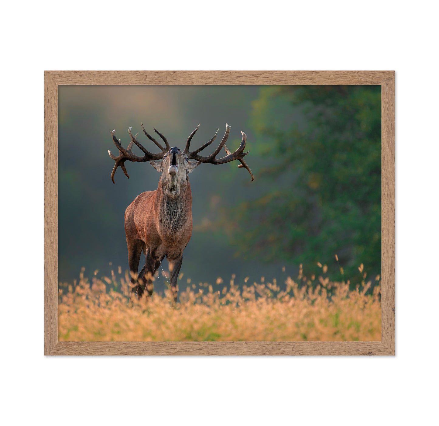 Deer wedding Song