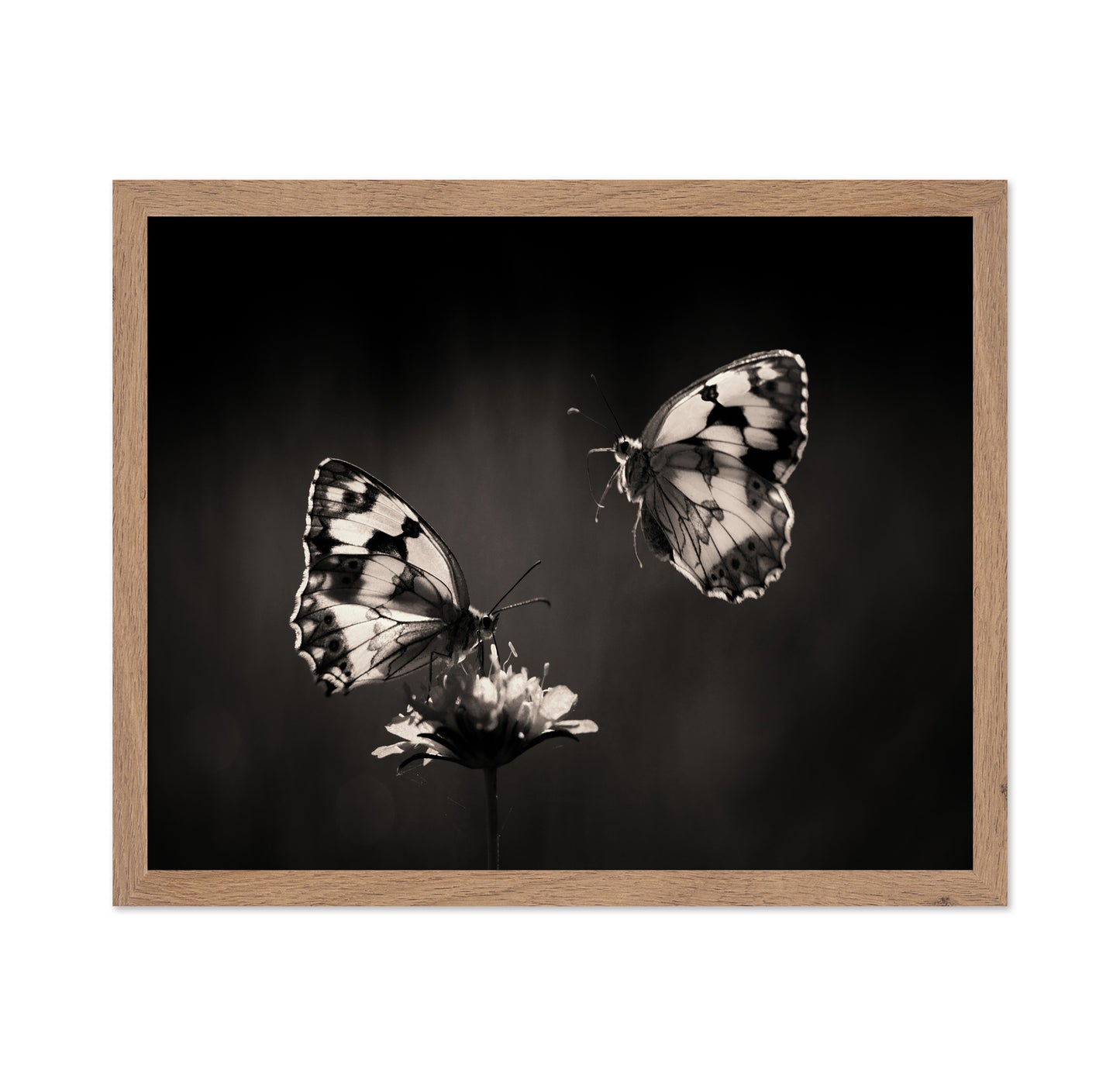 Marbled White Butterflies