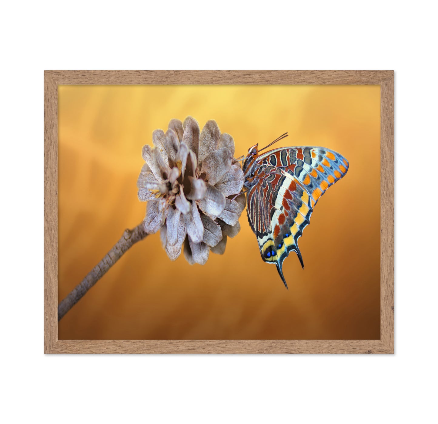 The Two-tailed Pasha