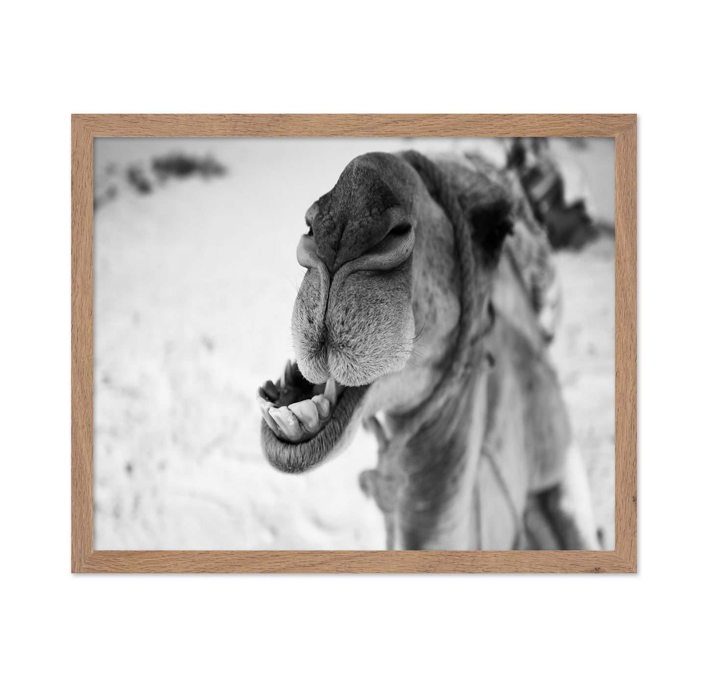 Dromedary