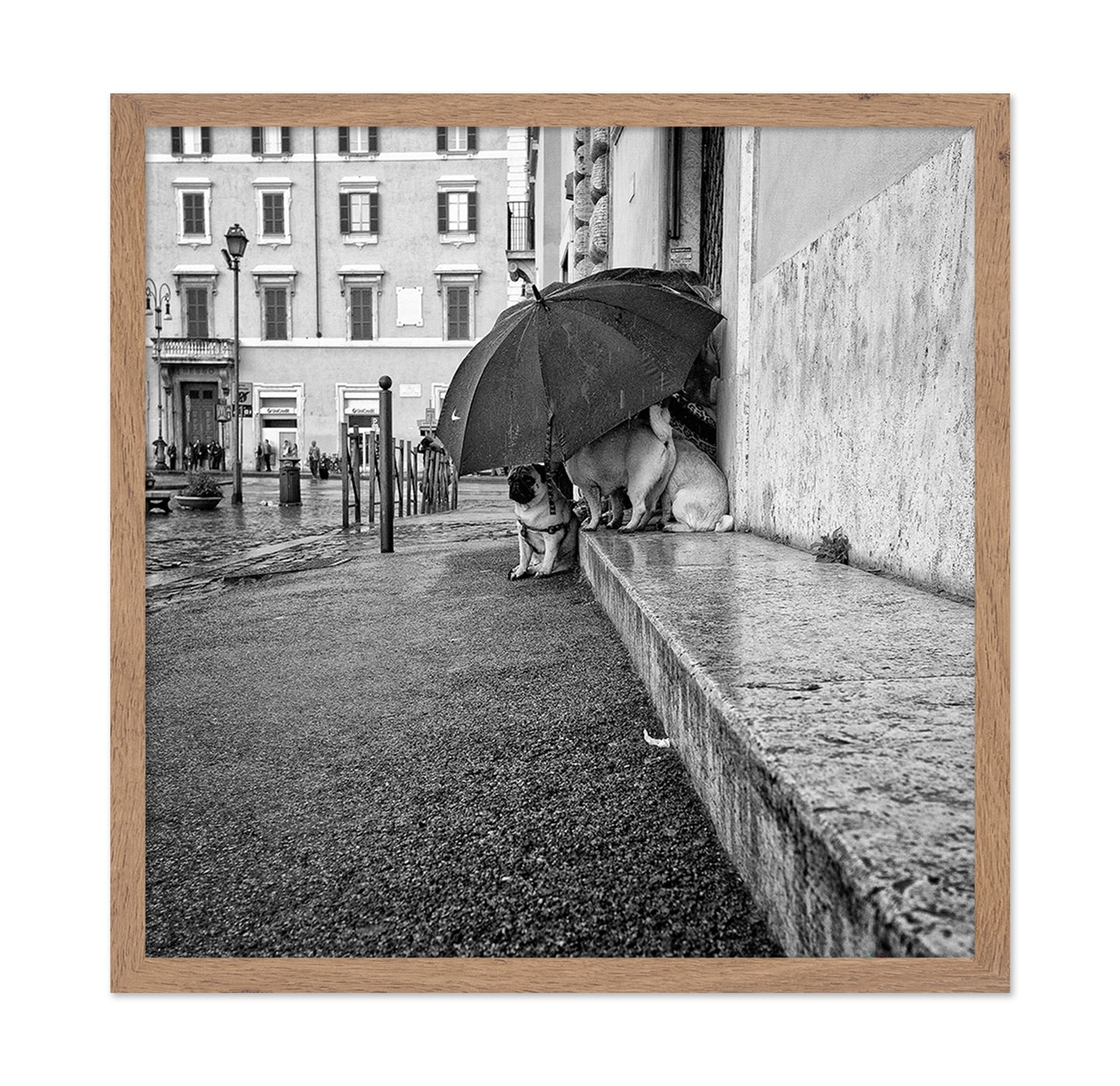 The Shelter