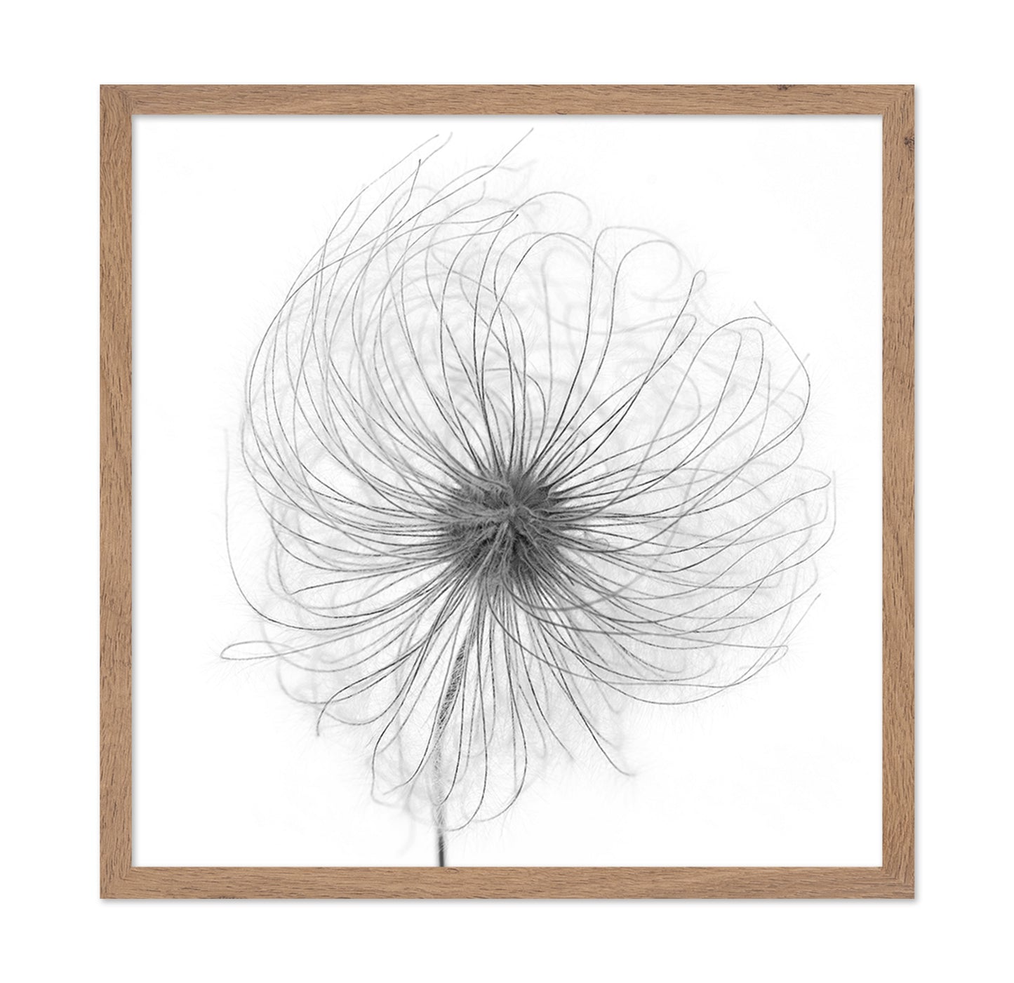 Fluffy Seed Head