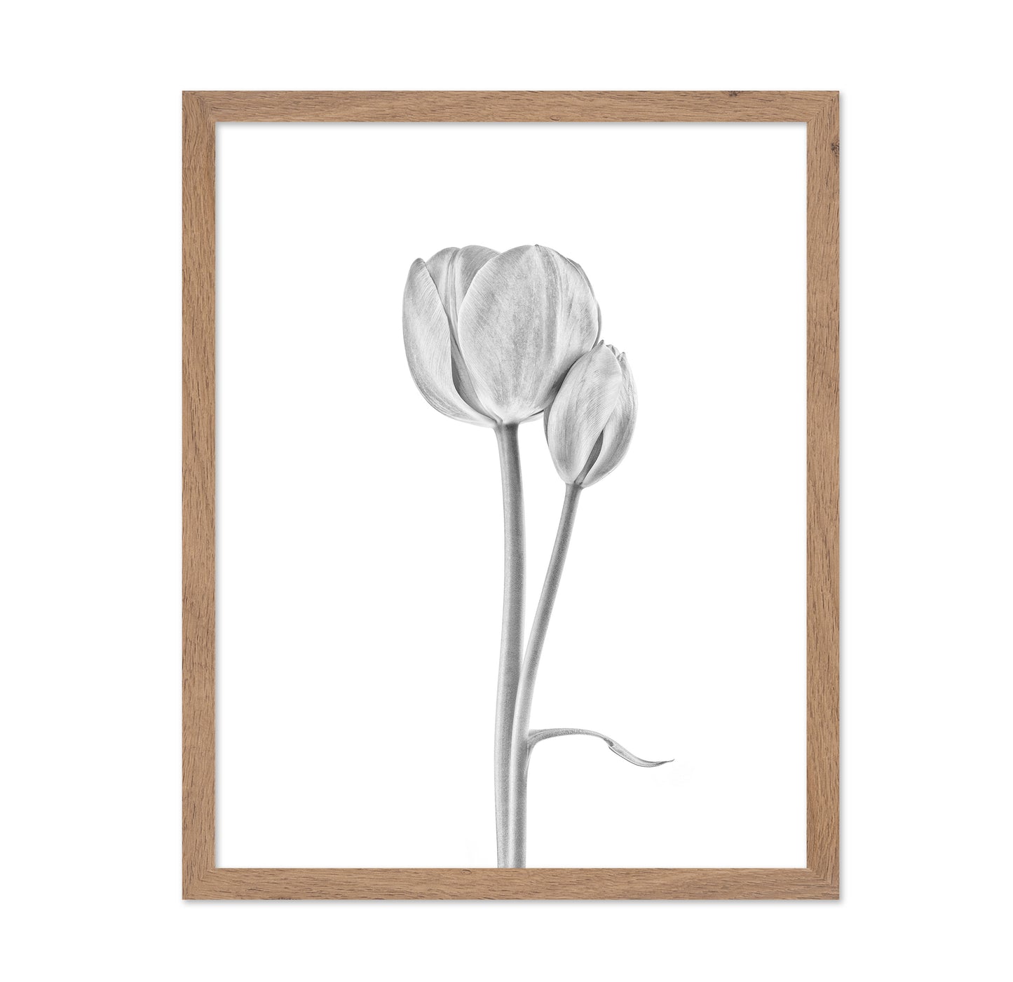 Tulip Flowers