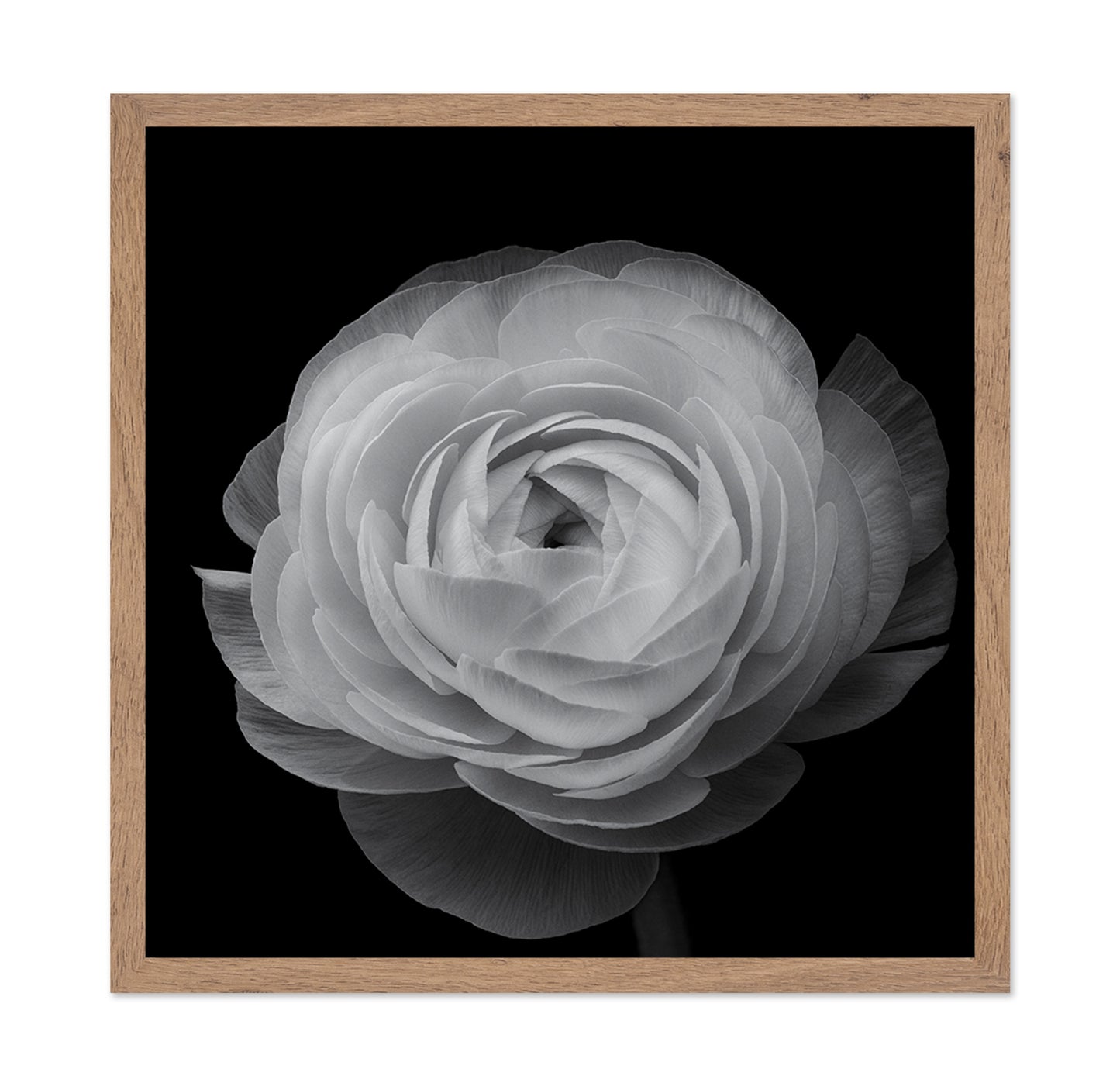 Ranunculus Black and White
