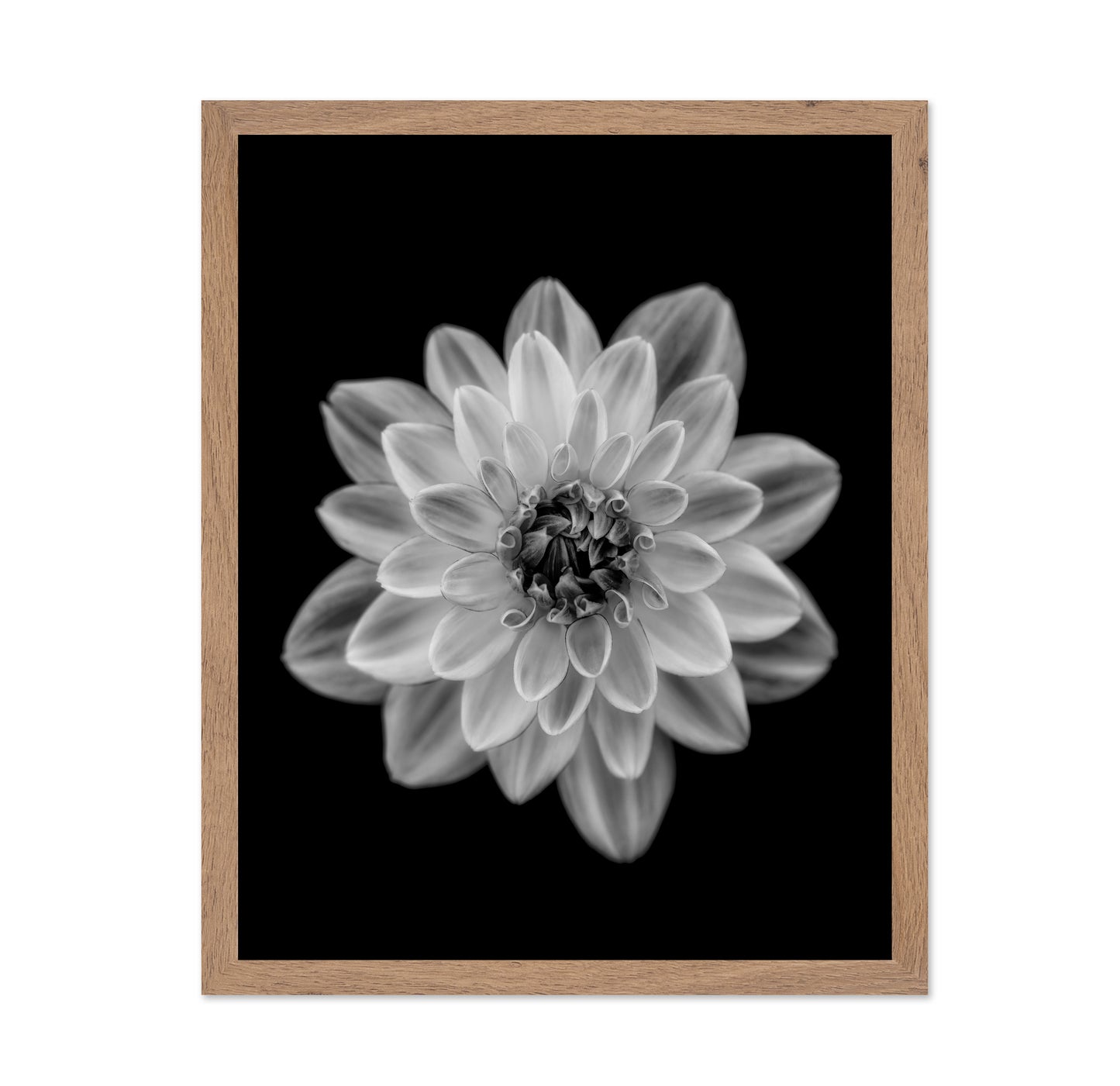 Dahlia No 1