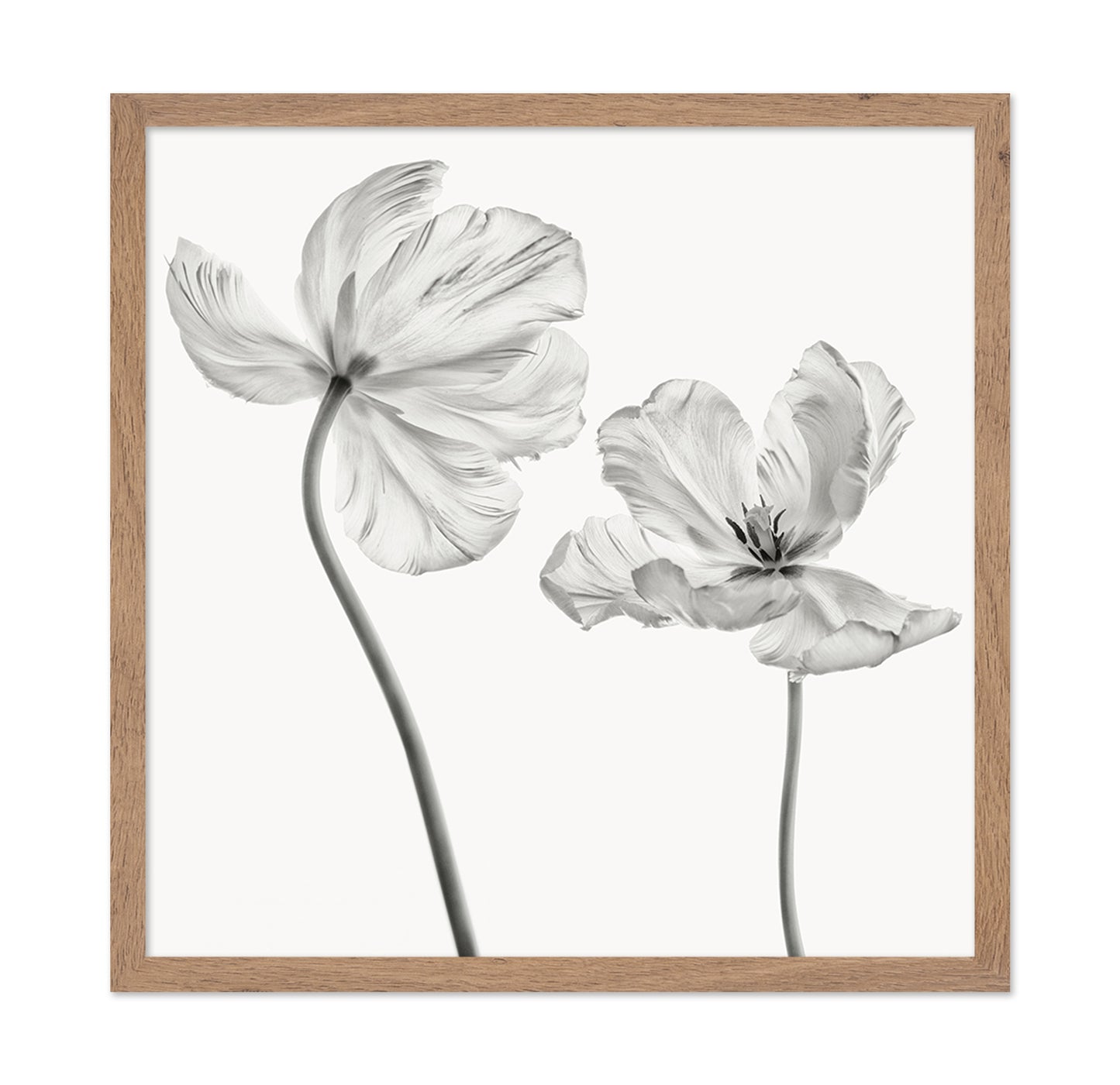 Same Tulip Front And Backview