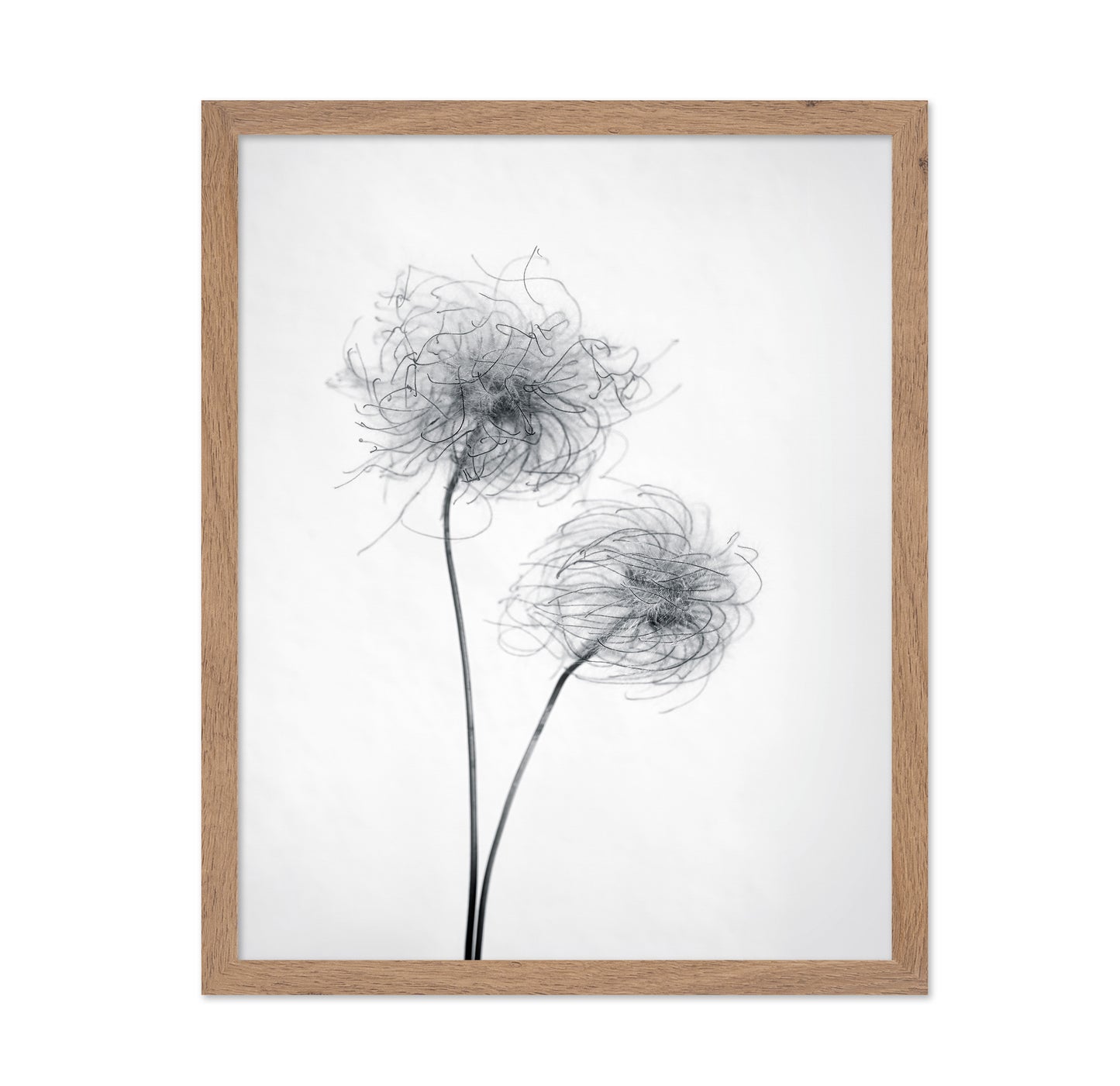 Seed Heads No 2