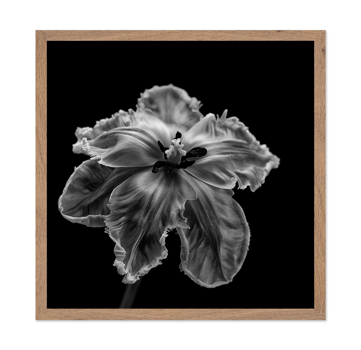 Parrot Tulip