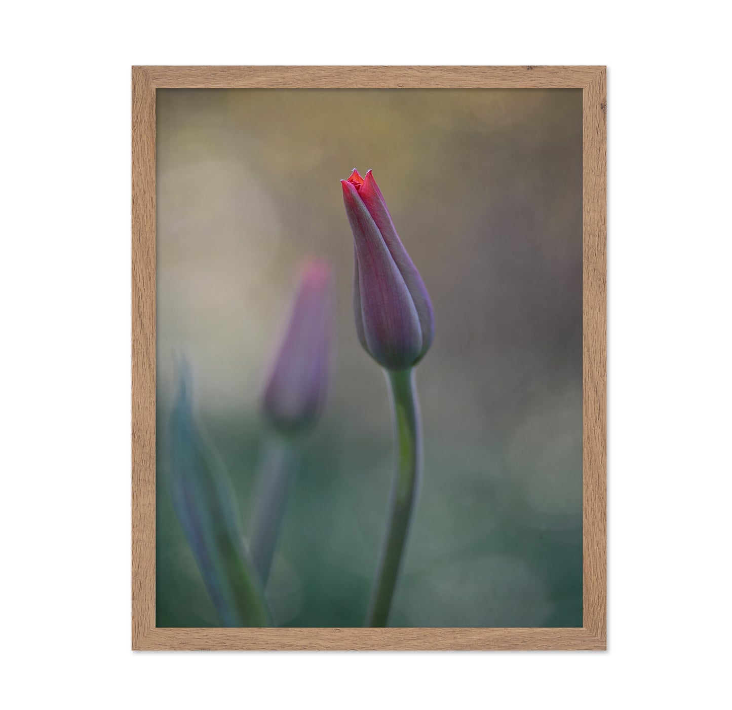 Two Tulip Buds