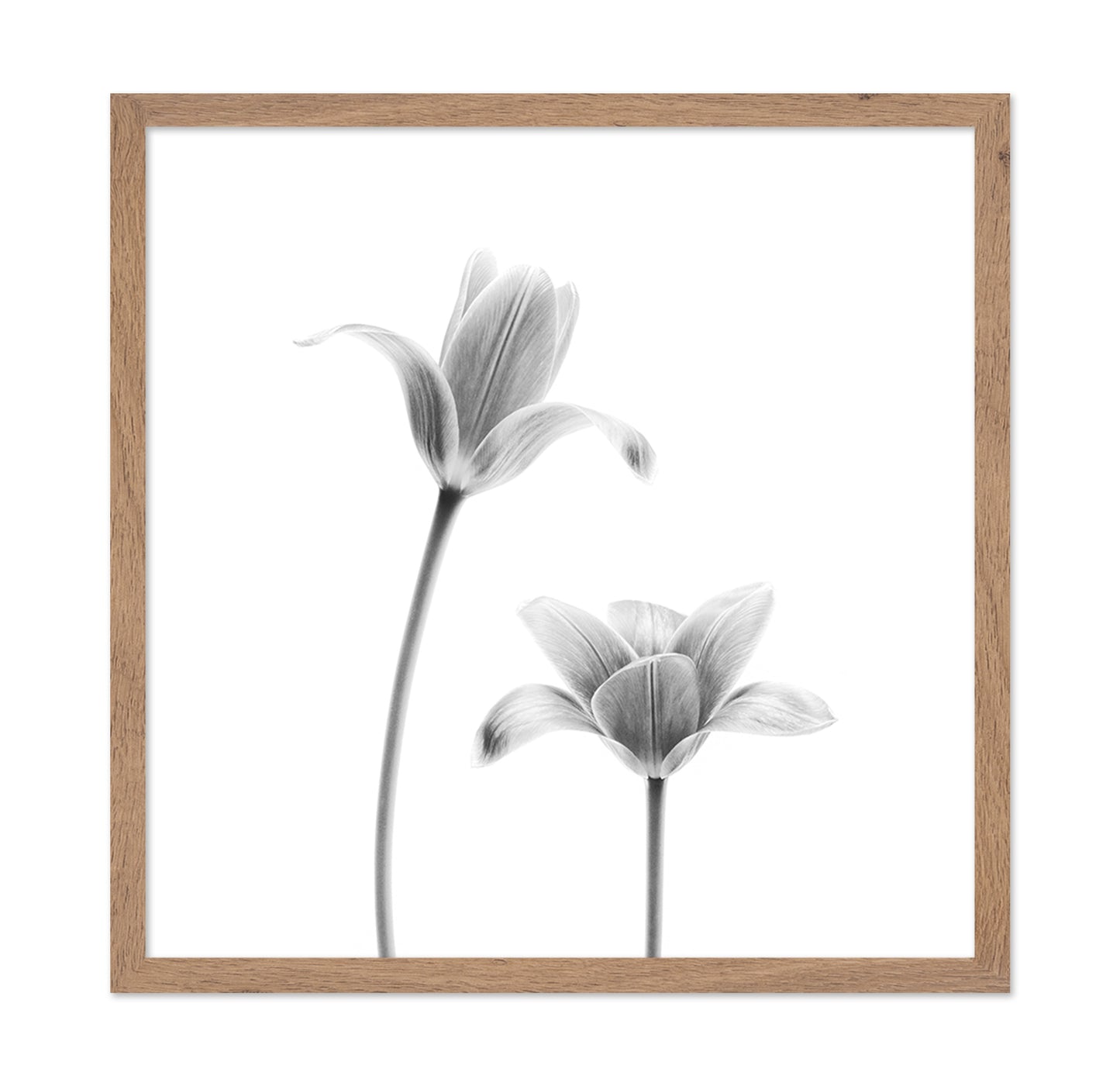 First Tulips