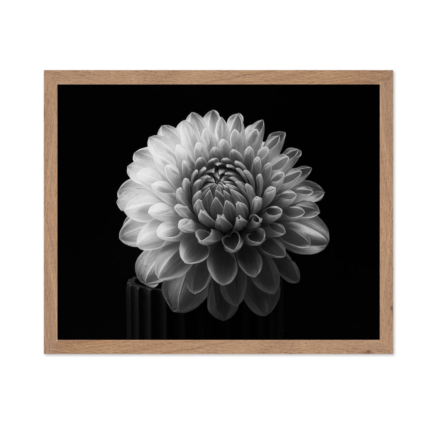 Dahlia No 2