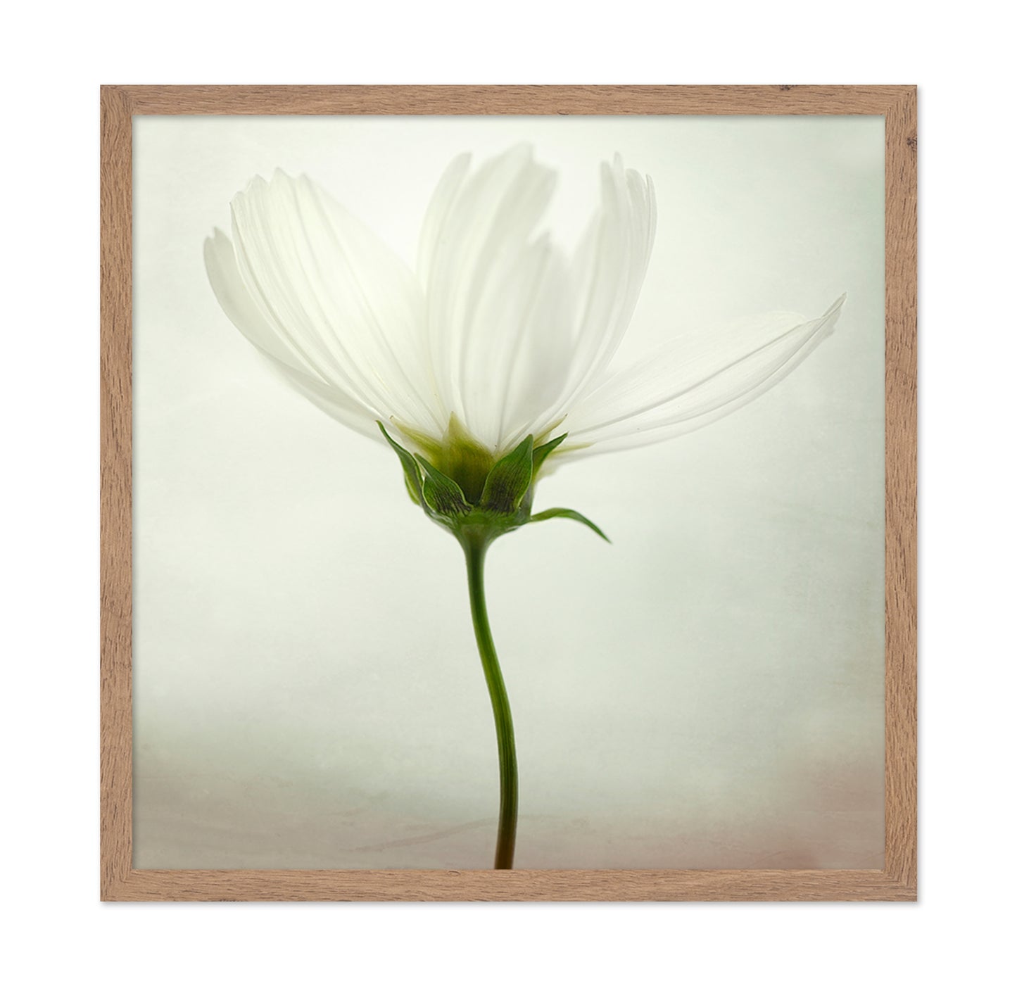 White Cosmos