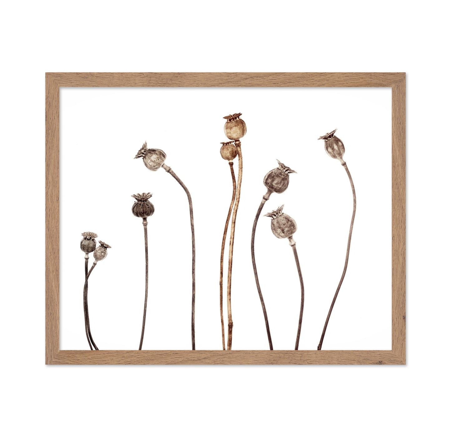 Poppies No 1