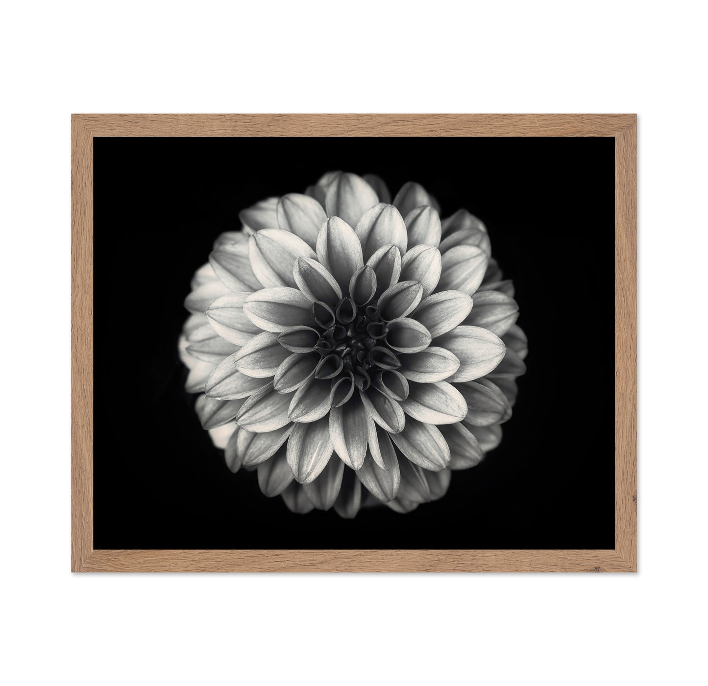 Dahlia No 3