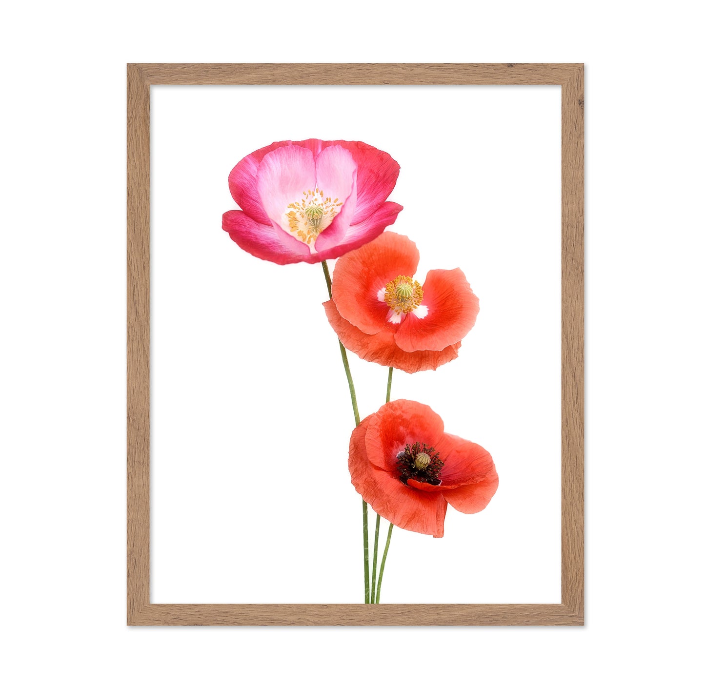 Colourful poppies