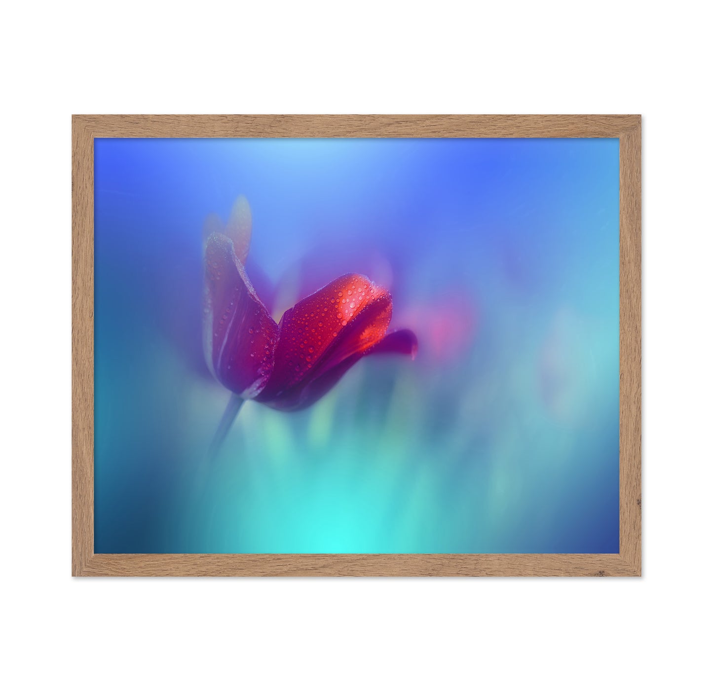 Red Tulip