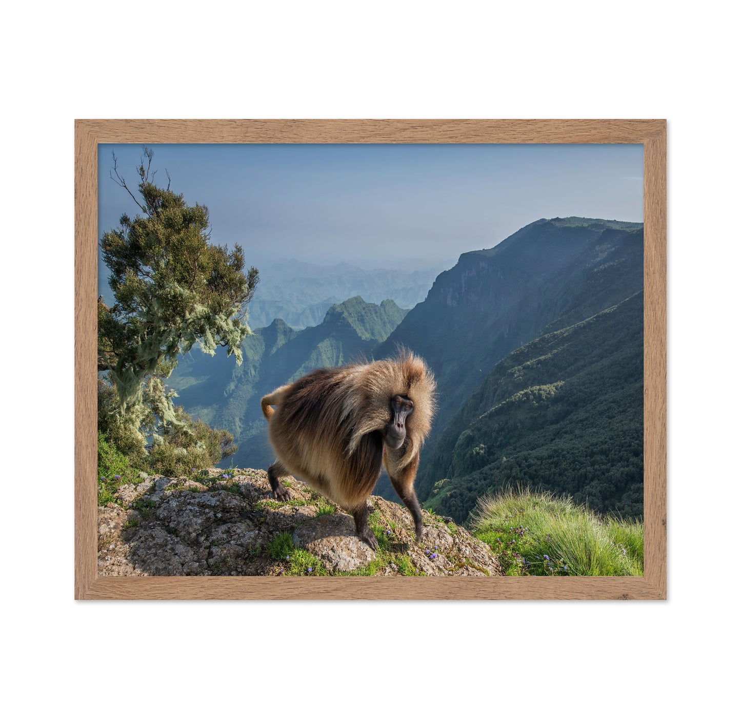 Lion Monkey