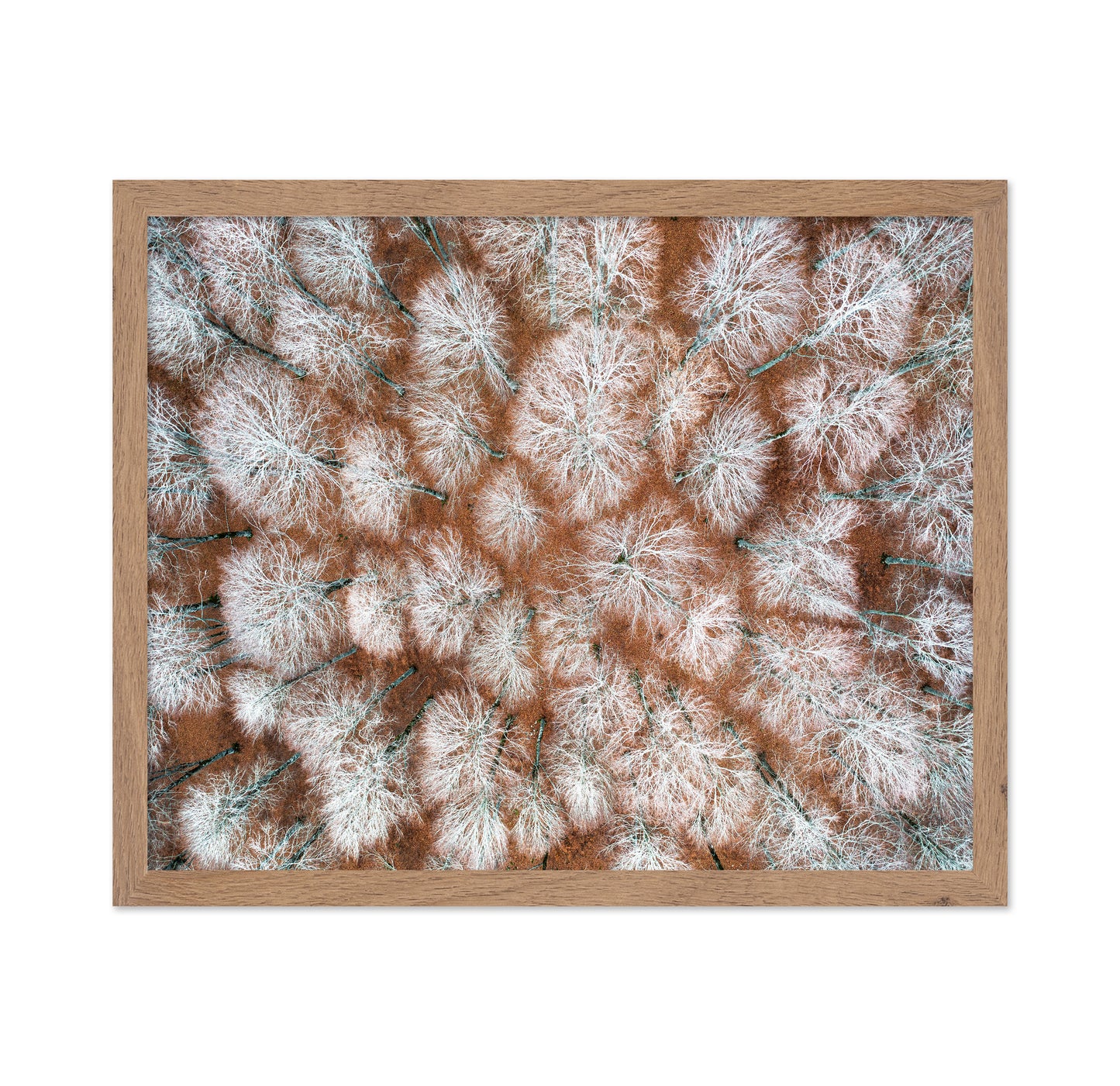Aerial Winter Forest