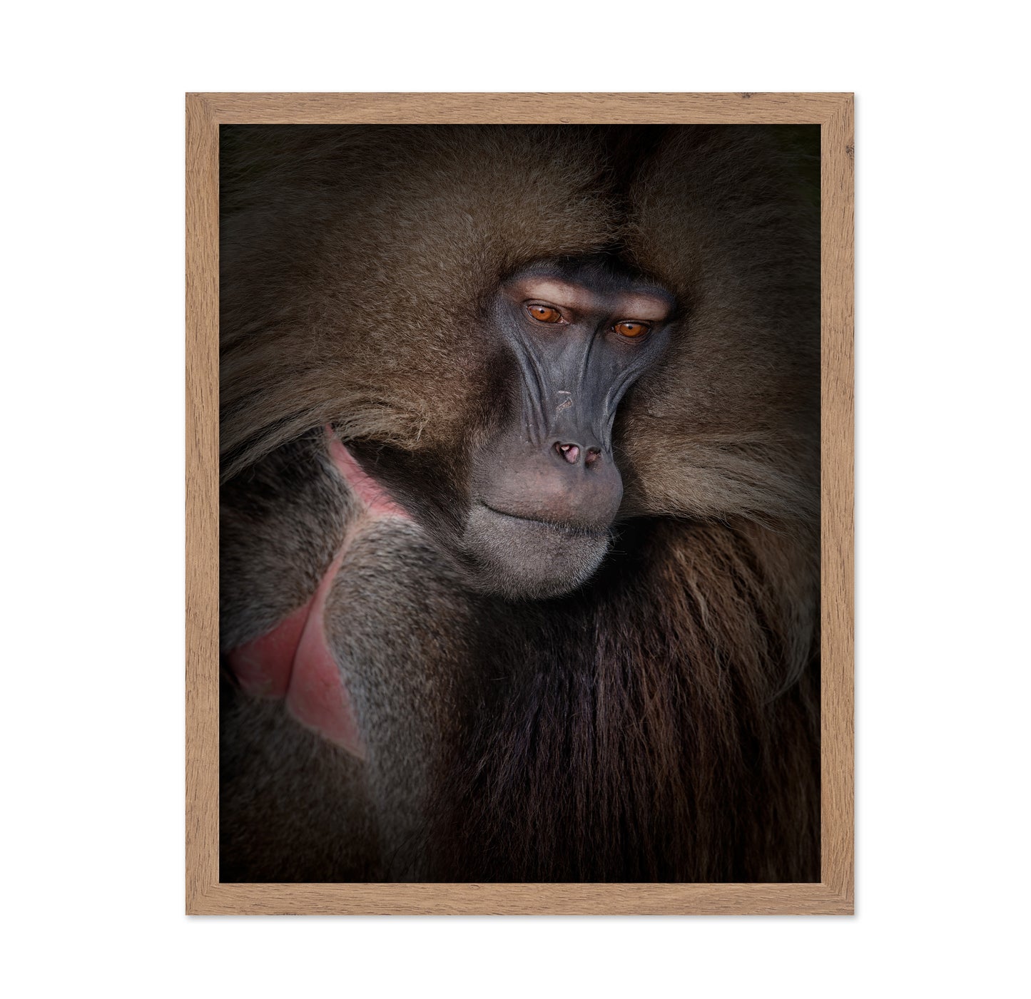 Gelada Portrait