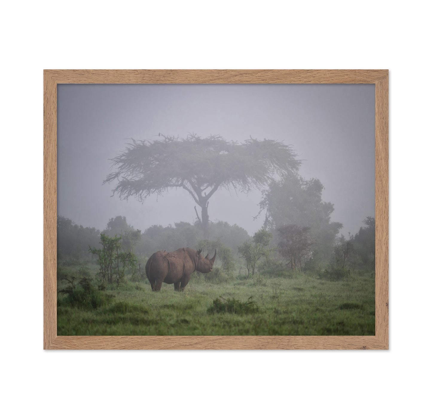 A Black Rhino In The Morning Fog