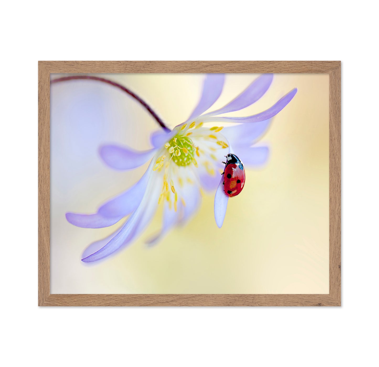 Anemone Lady