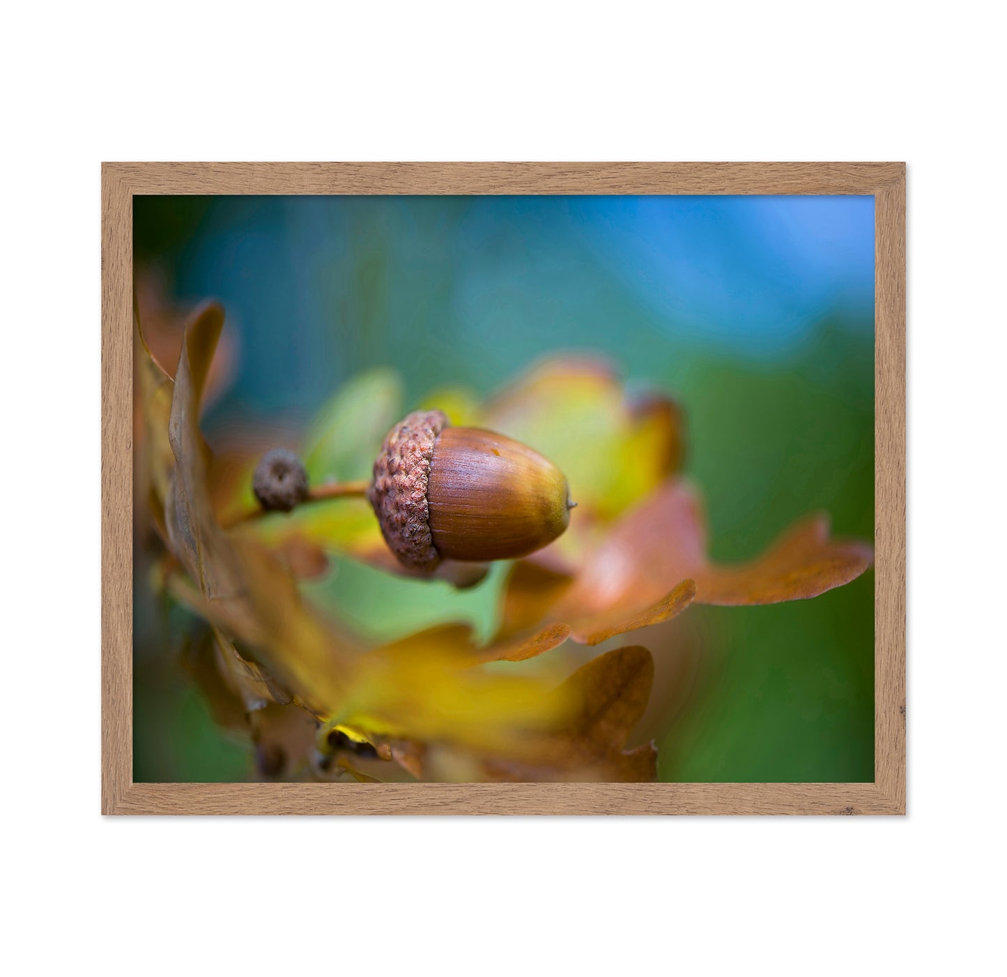 From Little Acorns