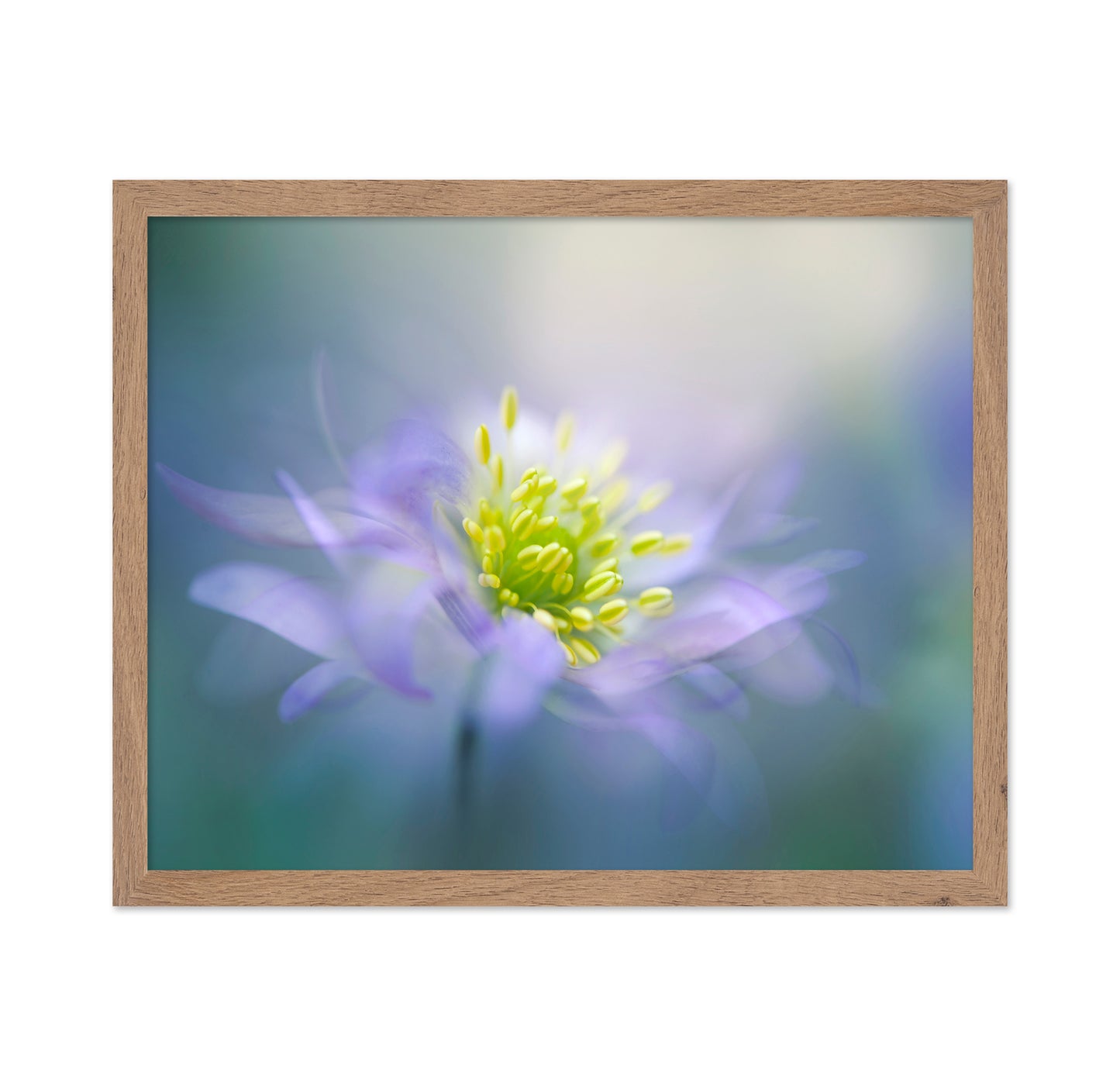 Windflower No 1